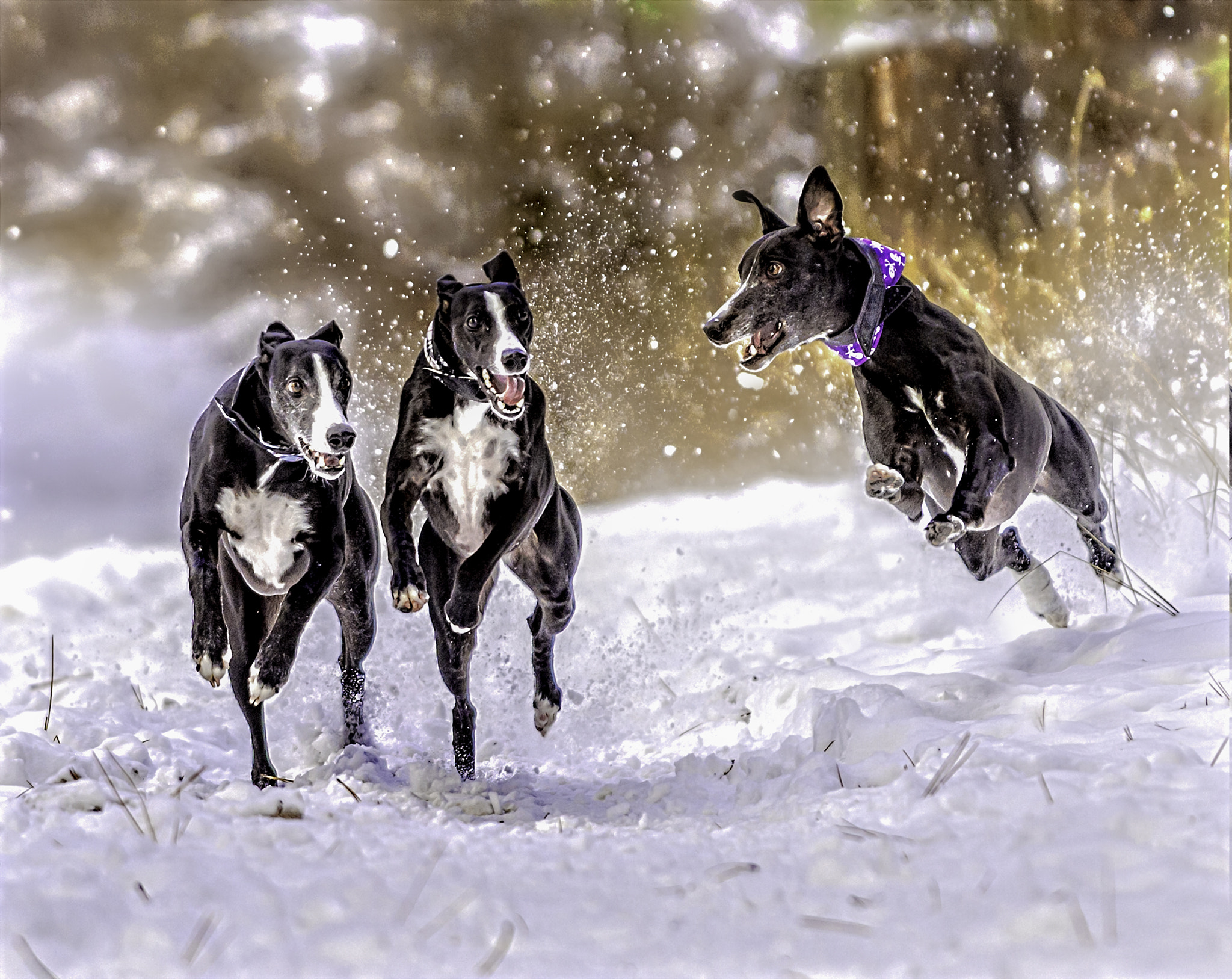 Nikon D4 sample photo. Winter  whippet fun photography