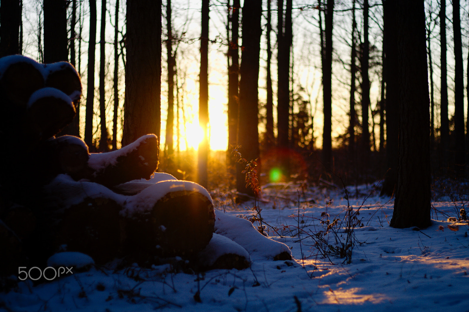 Canon EOS 400D (EOS Digital Rebel XTi / EOS Kiss Digital X) sample photo. Sundown in the forest photography