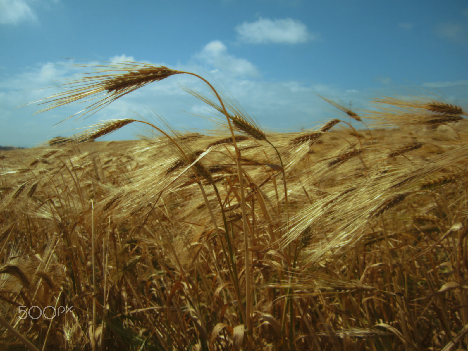 Canon PowerShot SD1400 IS (IXUS 130 / IXY 400F) sample photo. Fields of gold photography