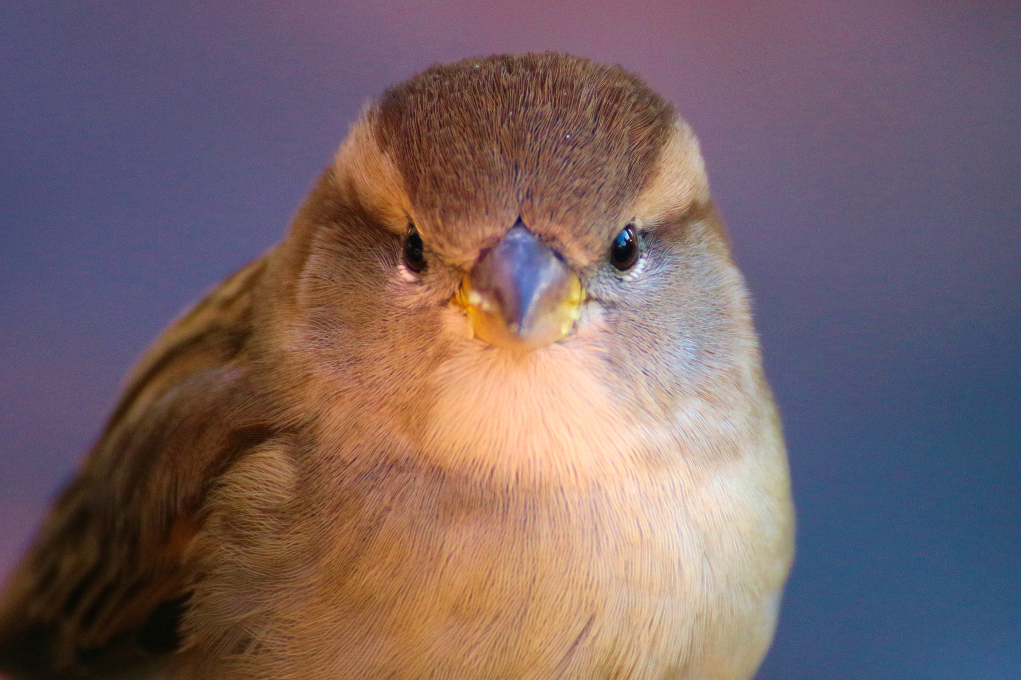 Canon EOS 100D (EOS Rebel SL1 / EOS Kiss X7) sample photo. Sparrow photography