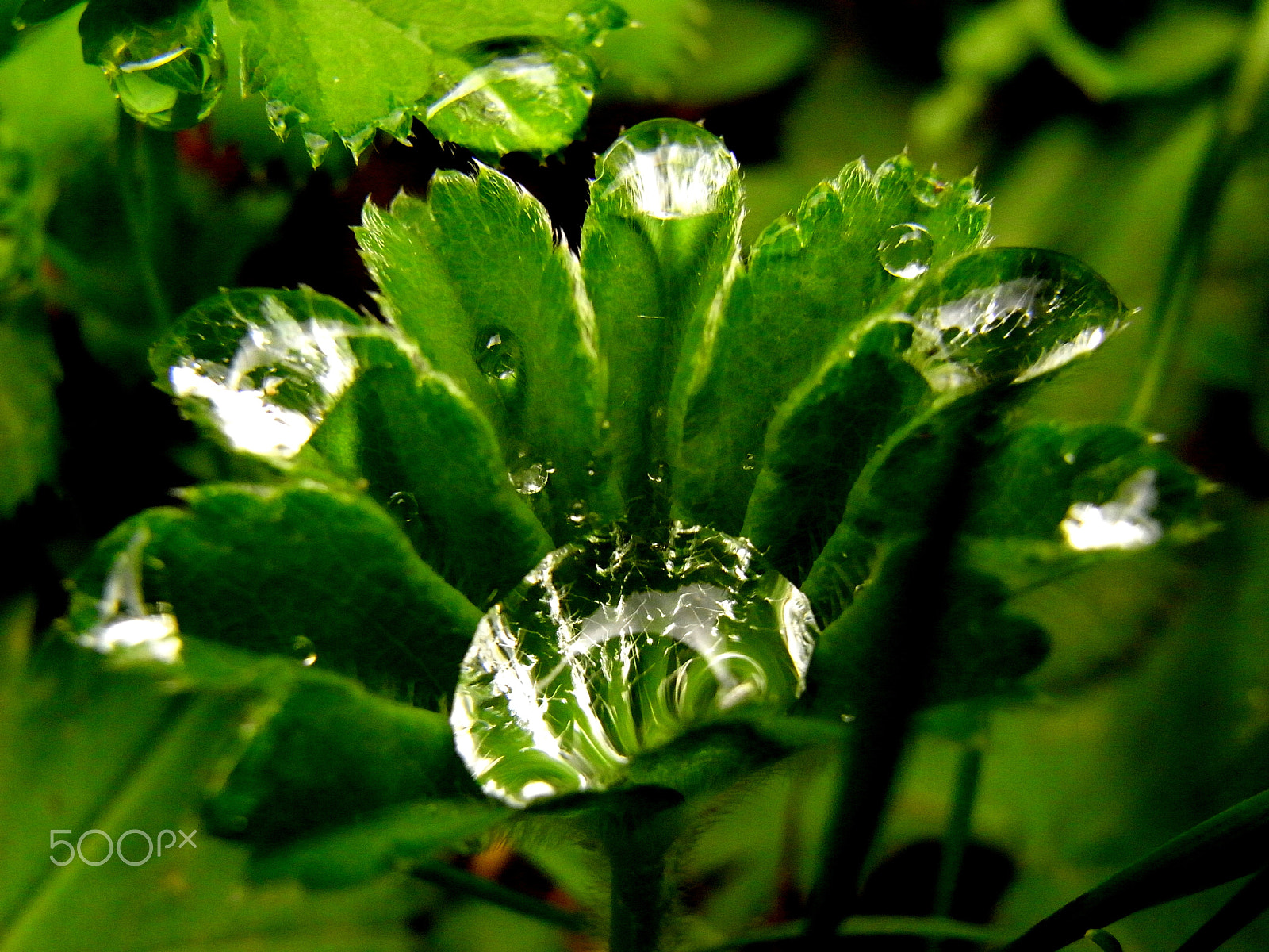 Ricoh Caplio R7 sample photo. Jewels at your feet photography