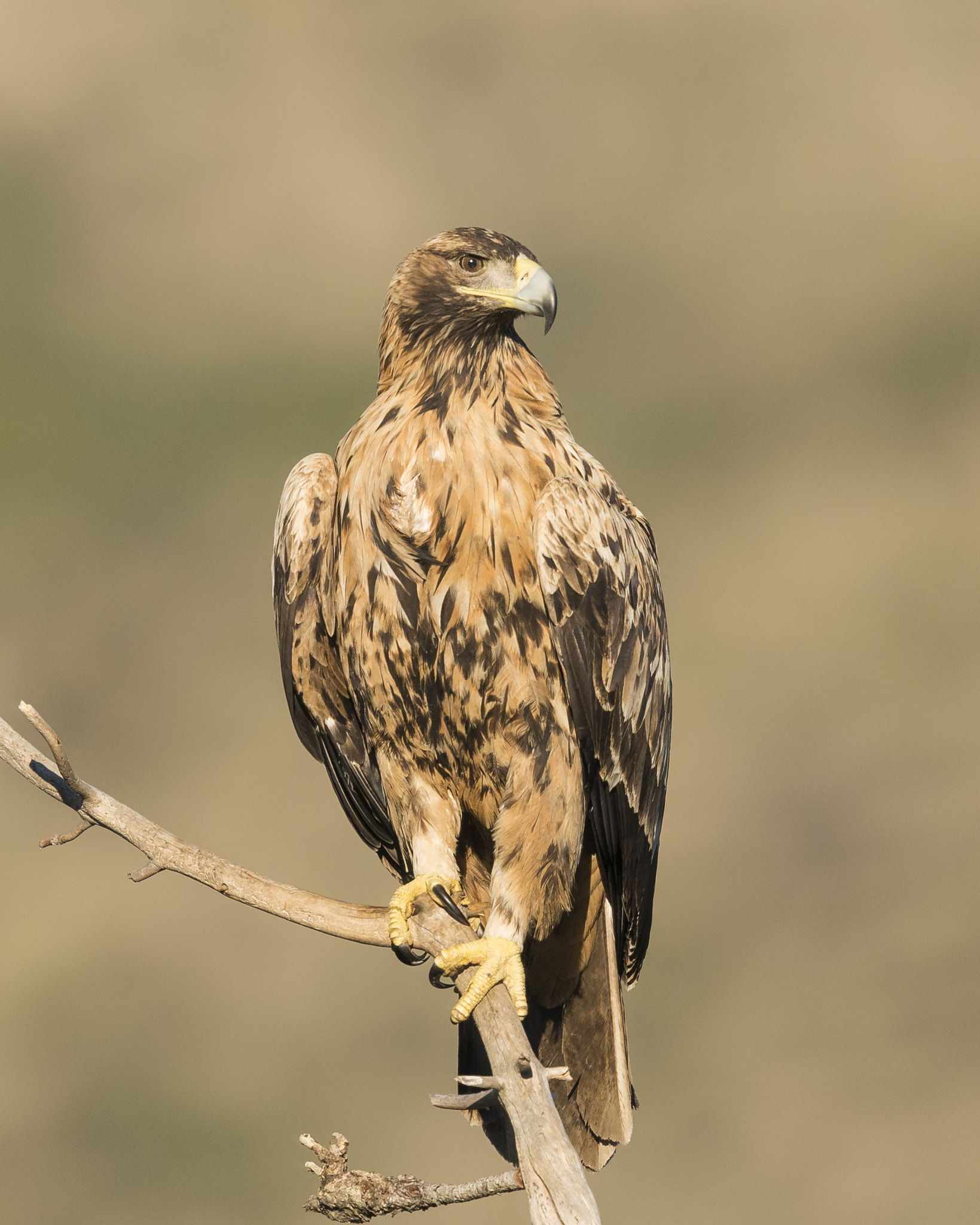 Nikon D610 + Nikon AF-S Nikkor 600mm F4G ED VR sample photo. Águila imperial ibérica photography