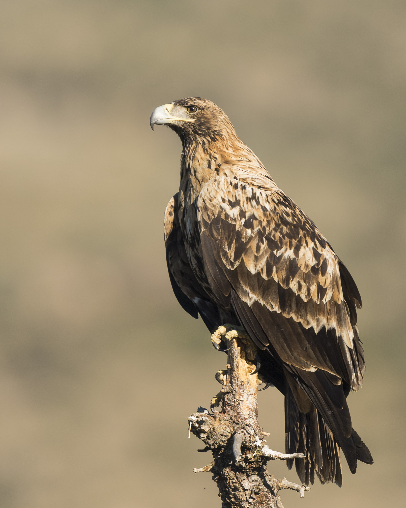 Nikon D610 + Nikon AF-S Nikkor 600mm F4G ED VR sample photo. Águila imperial ibérica photography