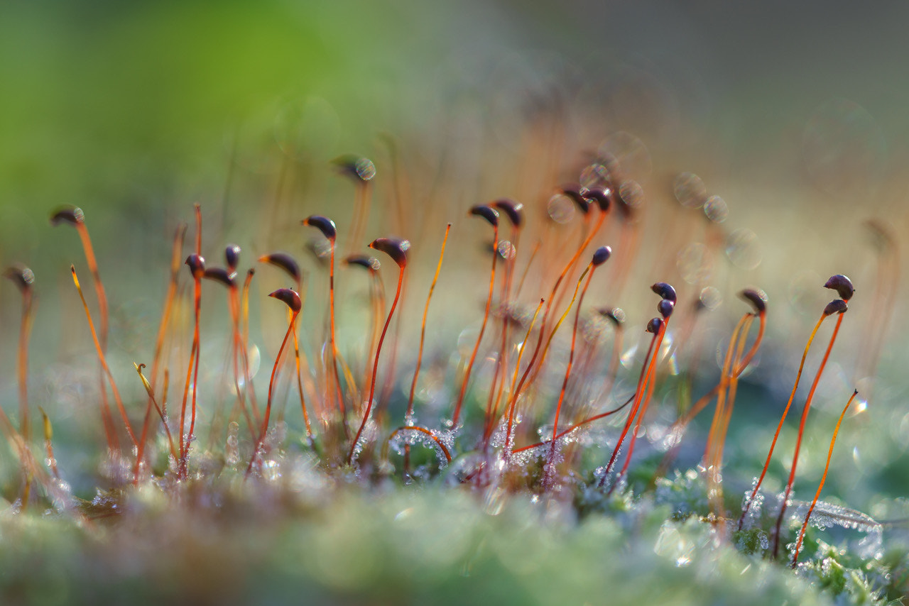 Sigma 150mm F2.8 EX DG Macro HSM sample photo. Cedar moss photography