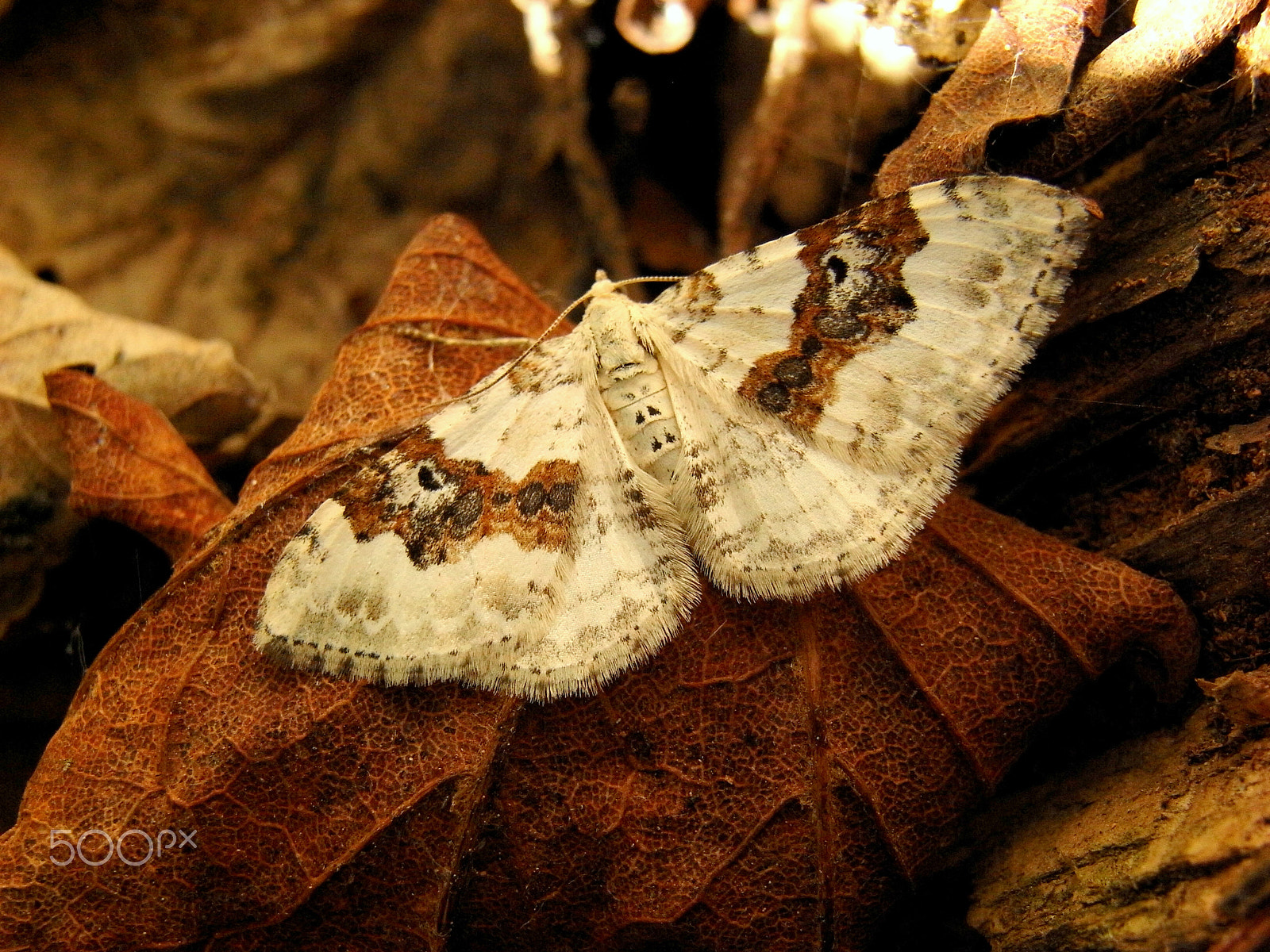 Ricoh Caplio R7 sample photo. Carpet moth photography