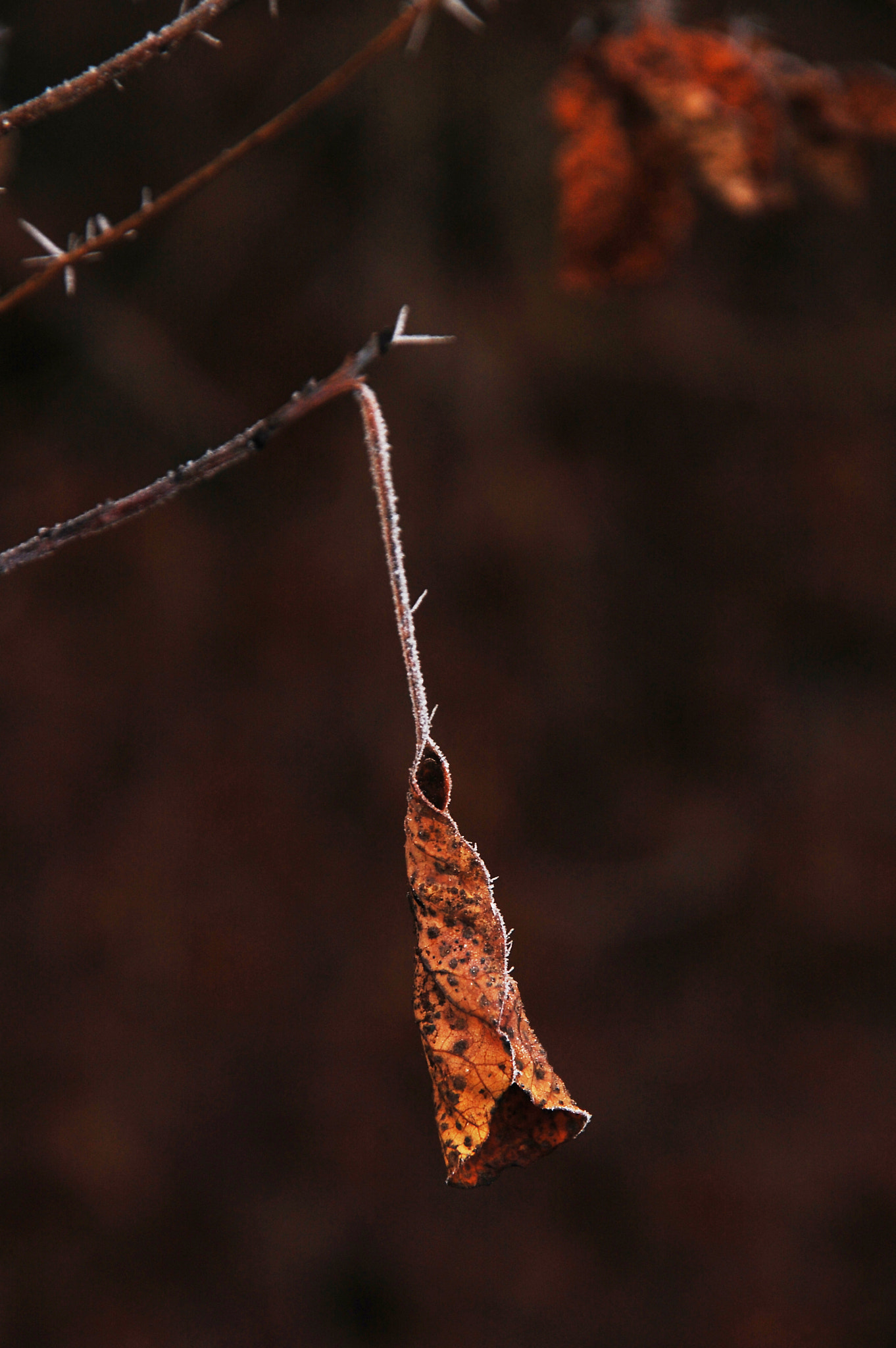 Nikon D40 + Sigma 18-200mm F3.5-6.3 DC sample photo. Like a small bell photography