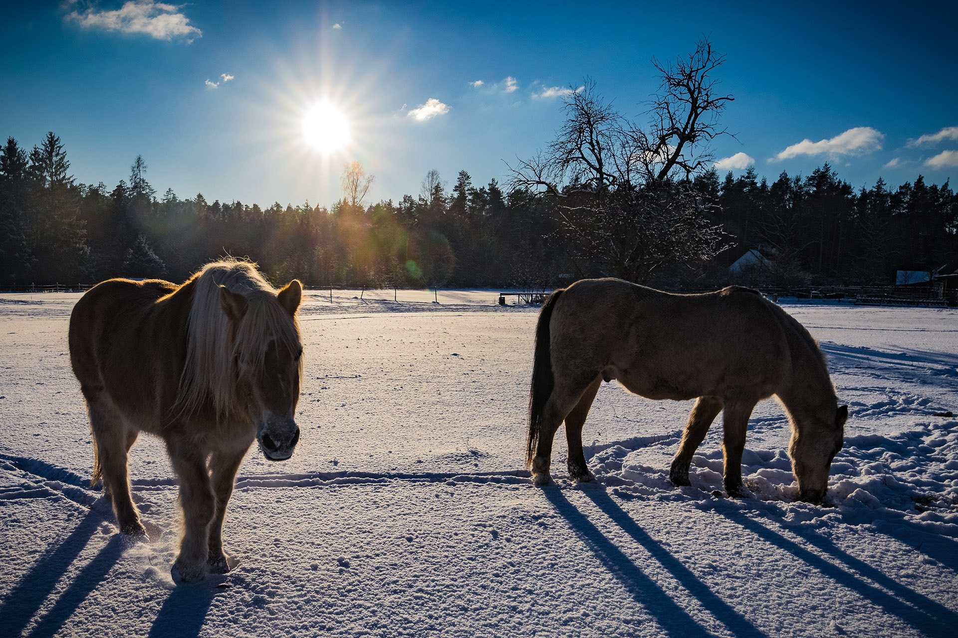 Canon EOS 80D + Canon EF 300mm f/2.8L sample photo. Winterhorses photography