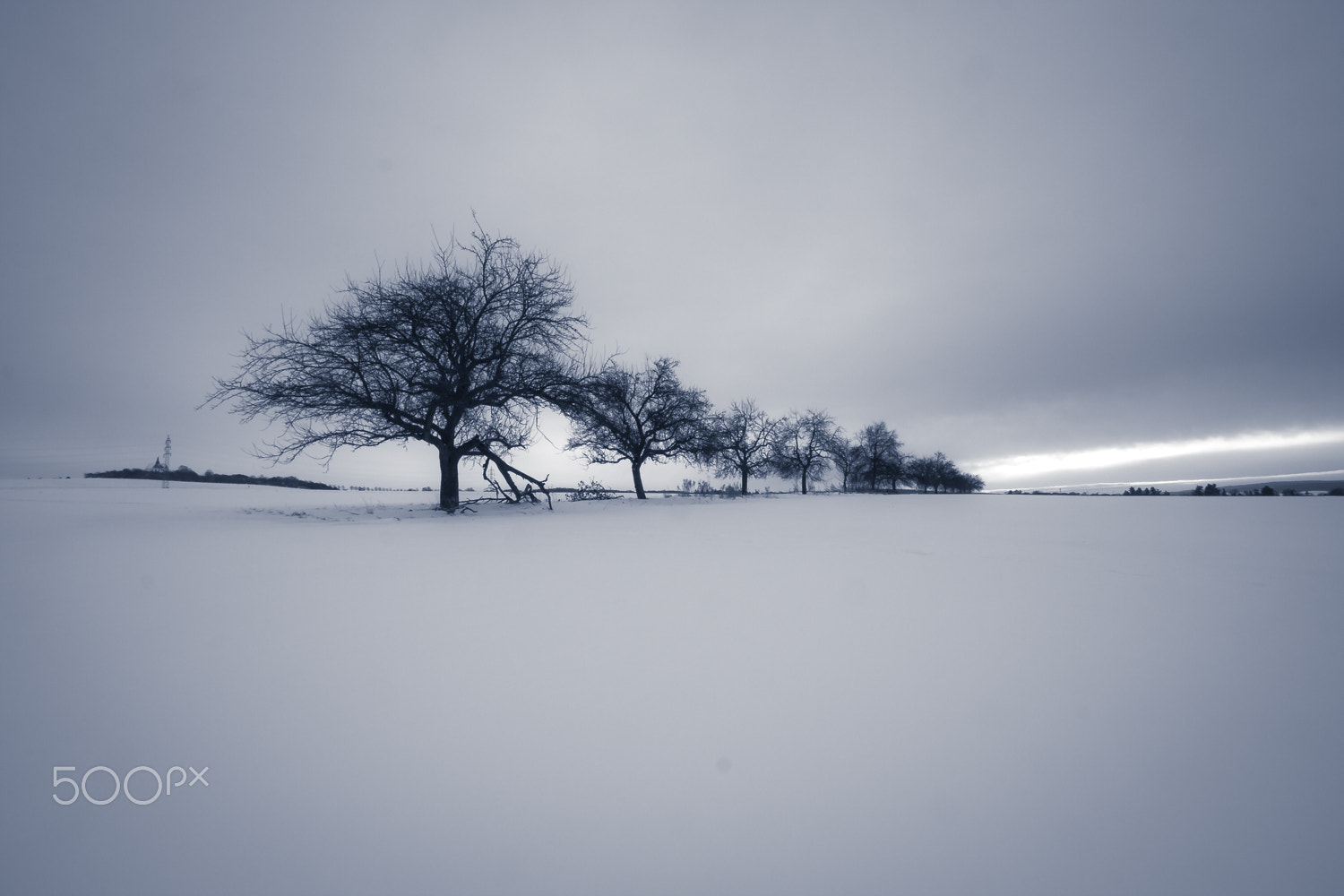 Sigma 10-20mm F3.5 EX DC HSM sample photo. Line of trees photography
