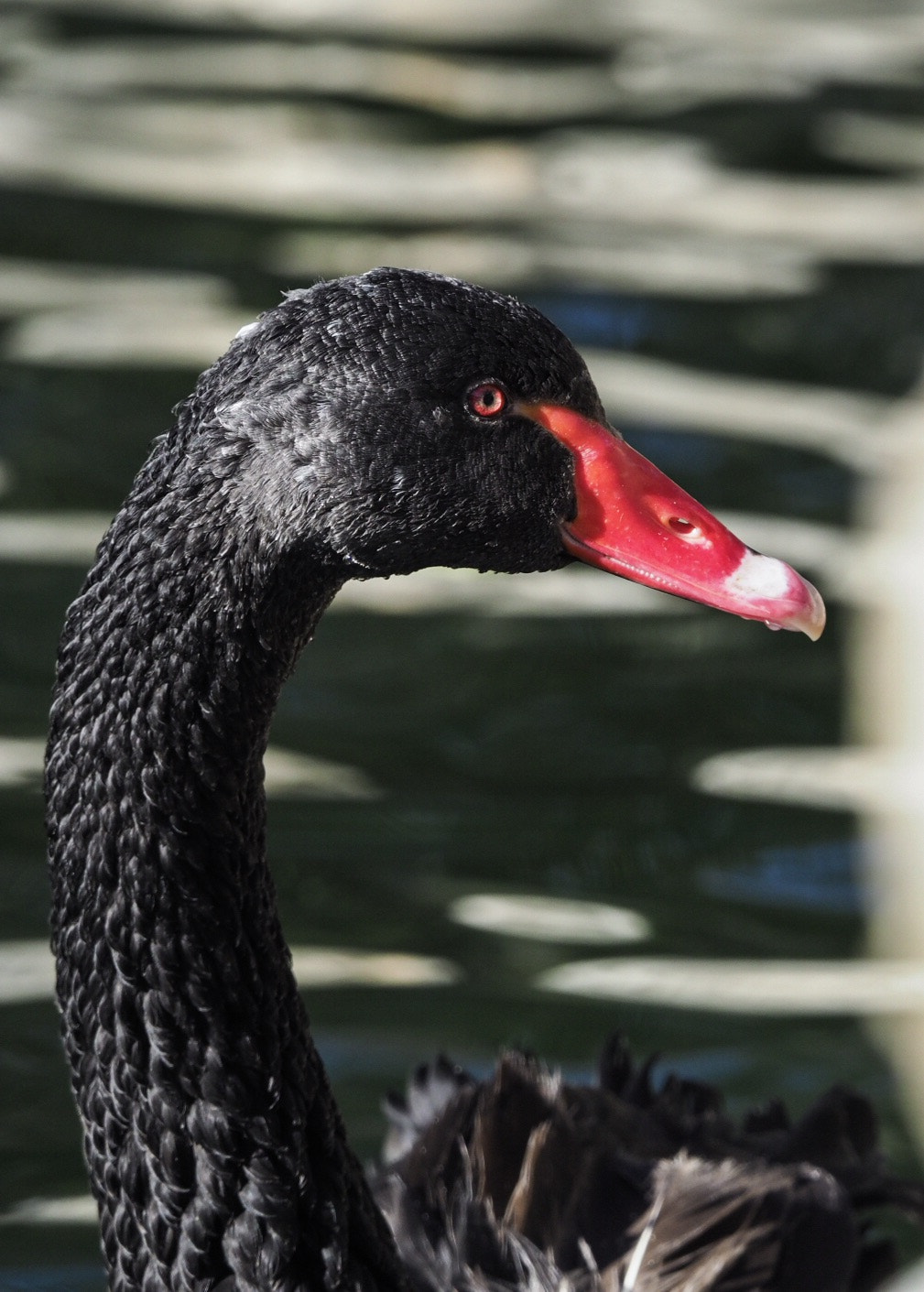 Olympus OM-D E-M1 Mark II sample photo. Cisne negro photography