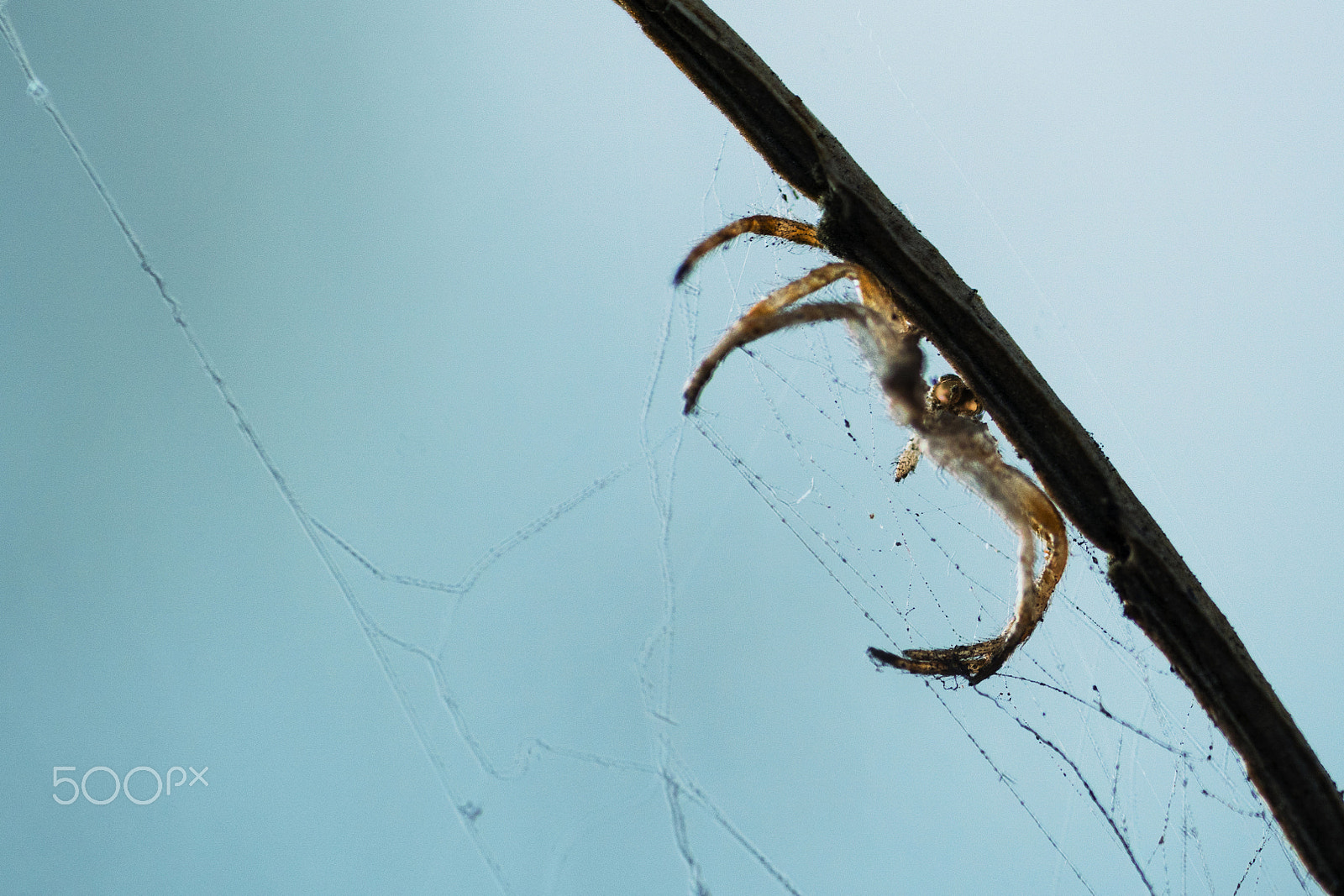 Sony a6500 + Sony FE 90mm F2.8 Macro G OSS sample photo. Spider web photography