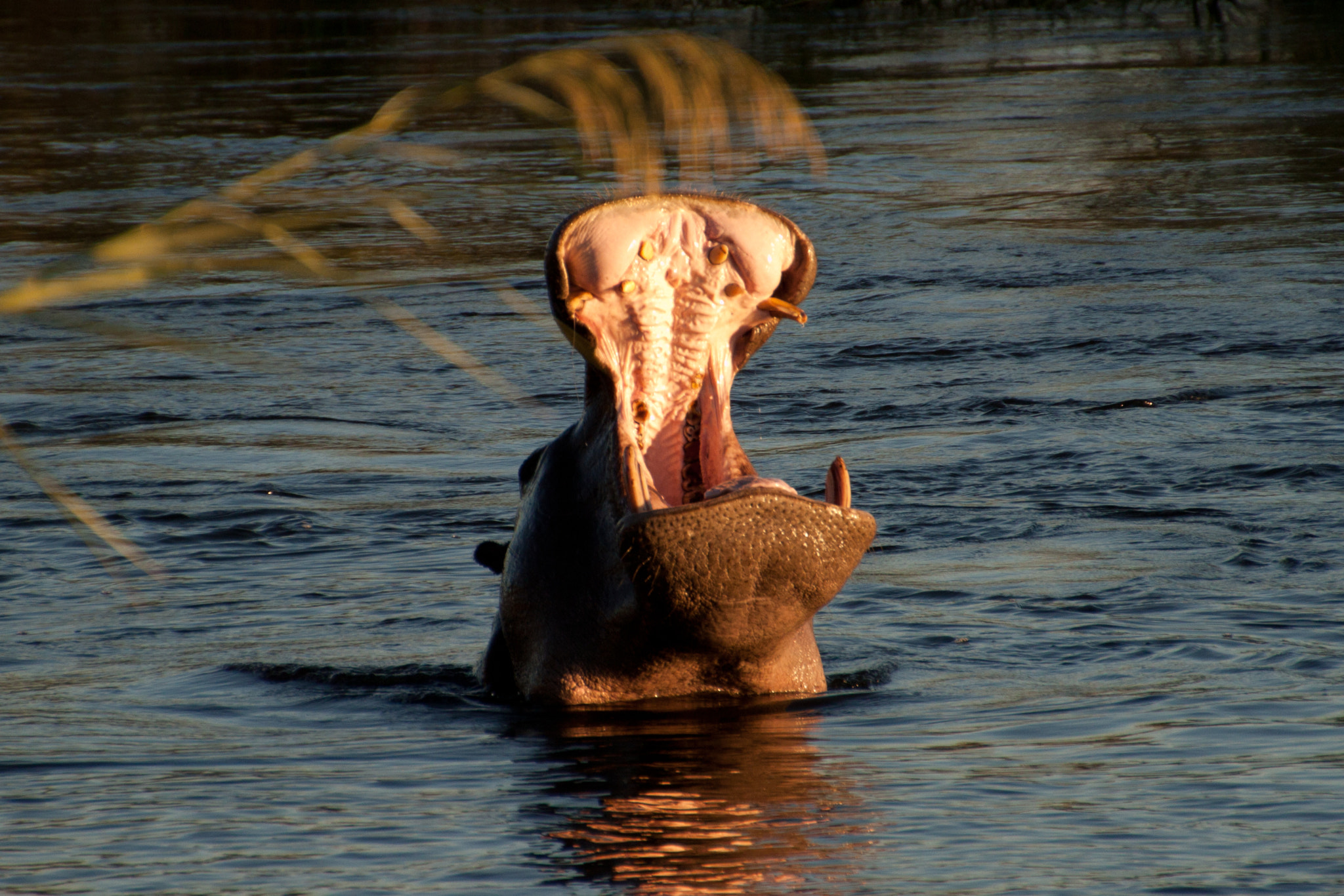 Canon EOS 500D (EOS Rebel T1i / EOS Kiss X3) sample photo. May zimbabwe vic falls photography