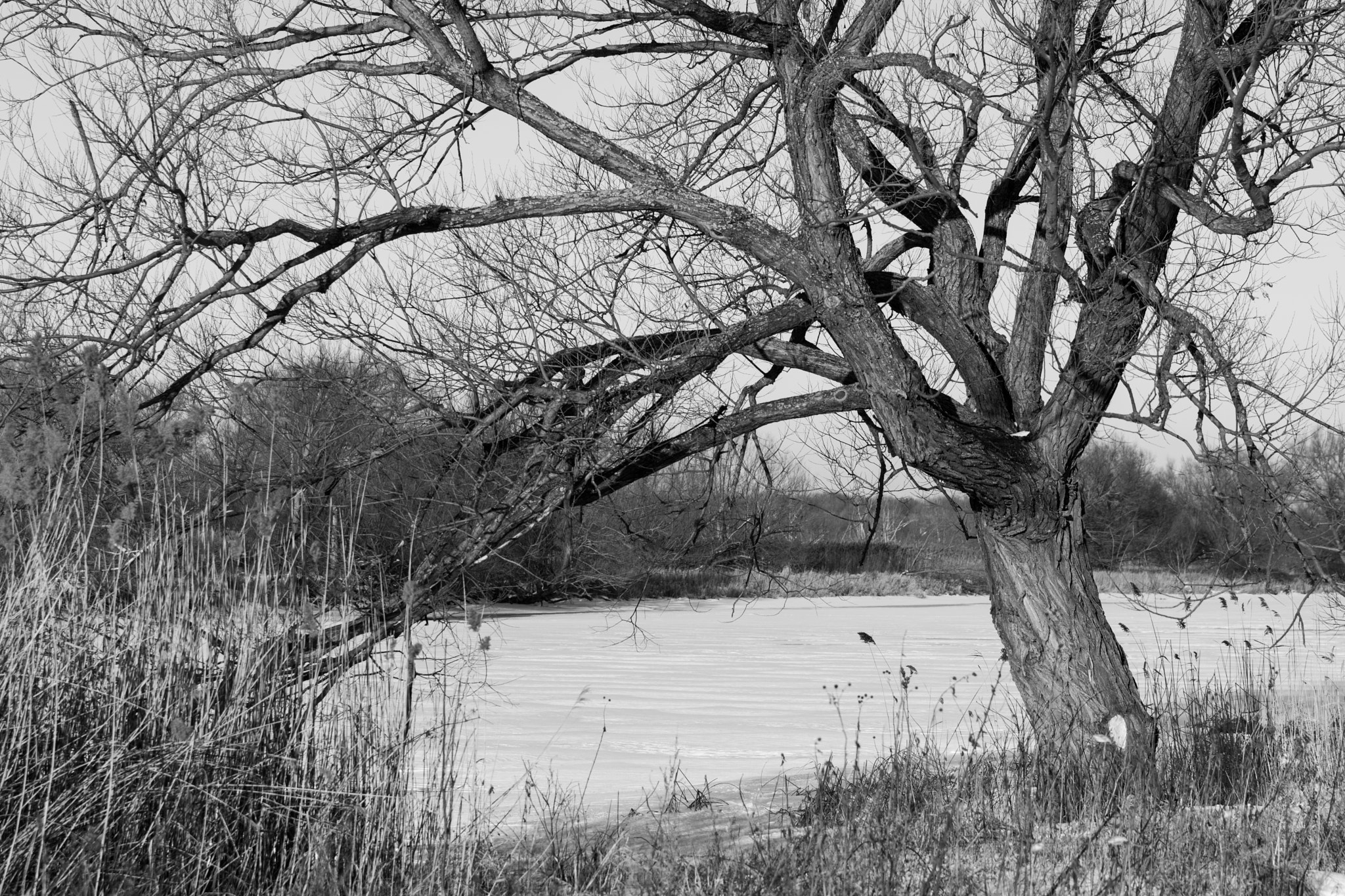 Nikon AF-S Nikkor 70-200mm F2.8G ED VR II sample photo. Winternature001 photography
