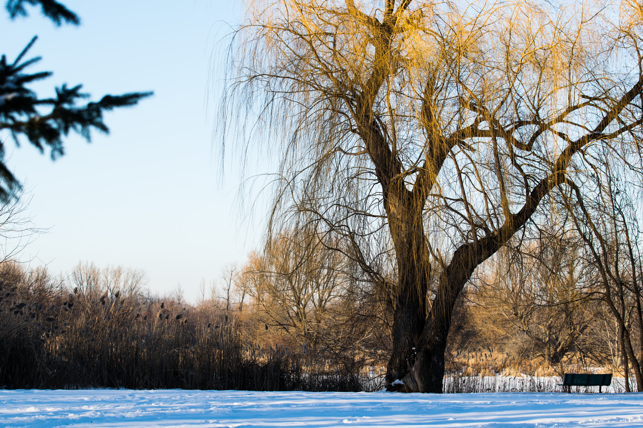 Nikon AF-S Nikkor 70-200mm F2.8G ED VR II sample photo. Winternature004 photography