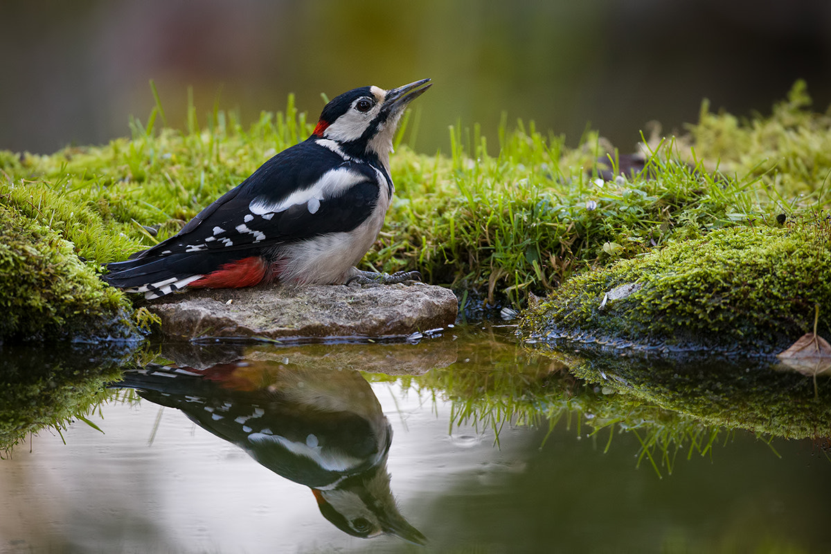 Canon EOS-1D X + Canon EF 500mm F4L IS USM sample photo. Great spotted woodpecker photography
