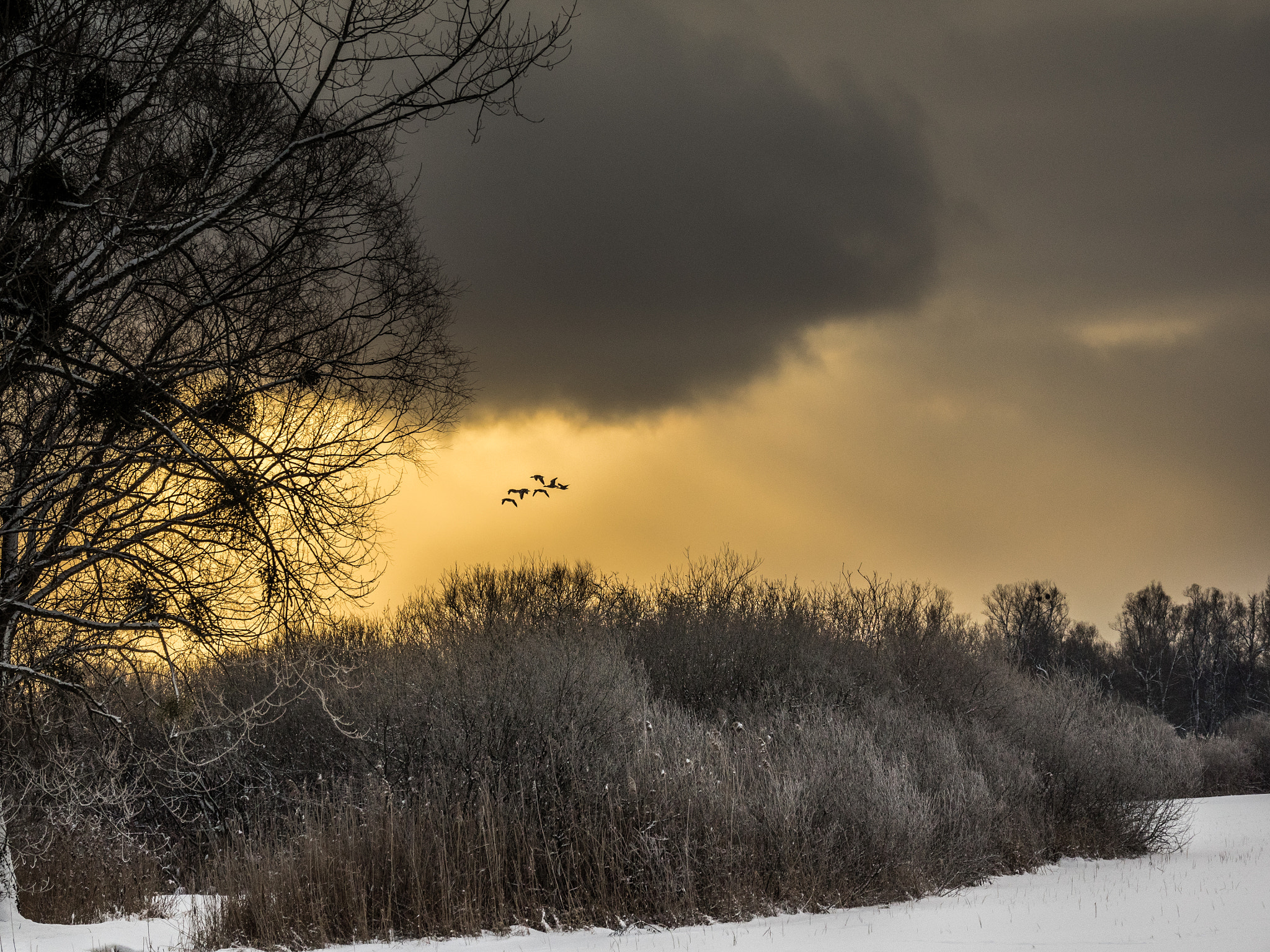 Olympus OM-D E-M1 + Olympus M.Zuiko Digital ED 12-100mm F4.0 IS Pro sample photo. Gooses on the travel to the lake photography