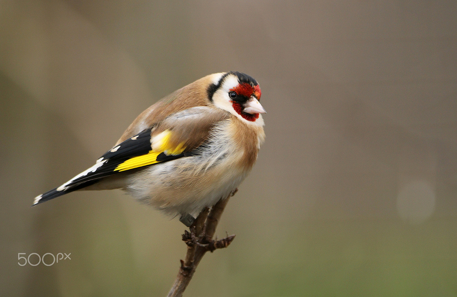 Canon EF 300mm F2.8L IS USM sample photo. Goldfinch photography