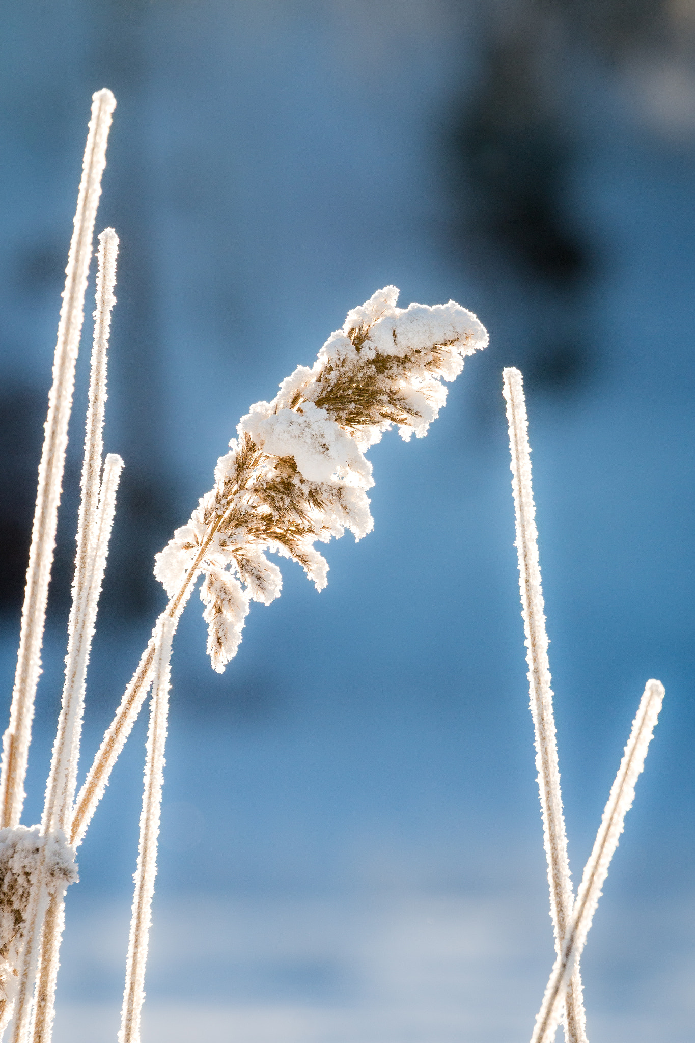 Canon EF 70-300mm F4-5.6L IS USM sample photo. Frozen reed in the sunshine photography