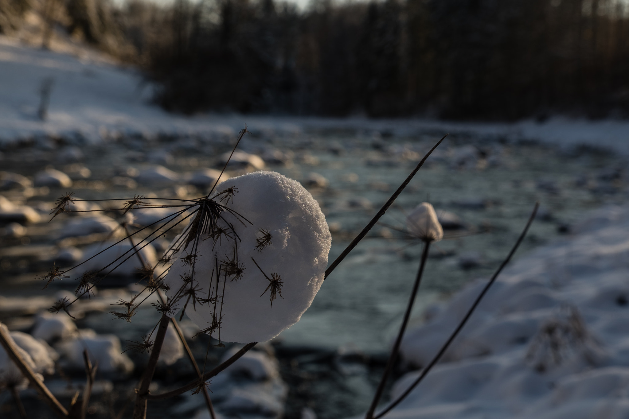 Fujifilm X-T10 + Fujifilm XF 18-135mm F3.5-5.6 R LM OIS WR sample photo. Snowball photography