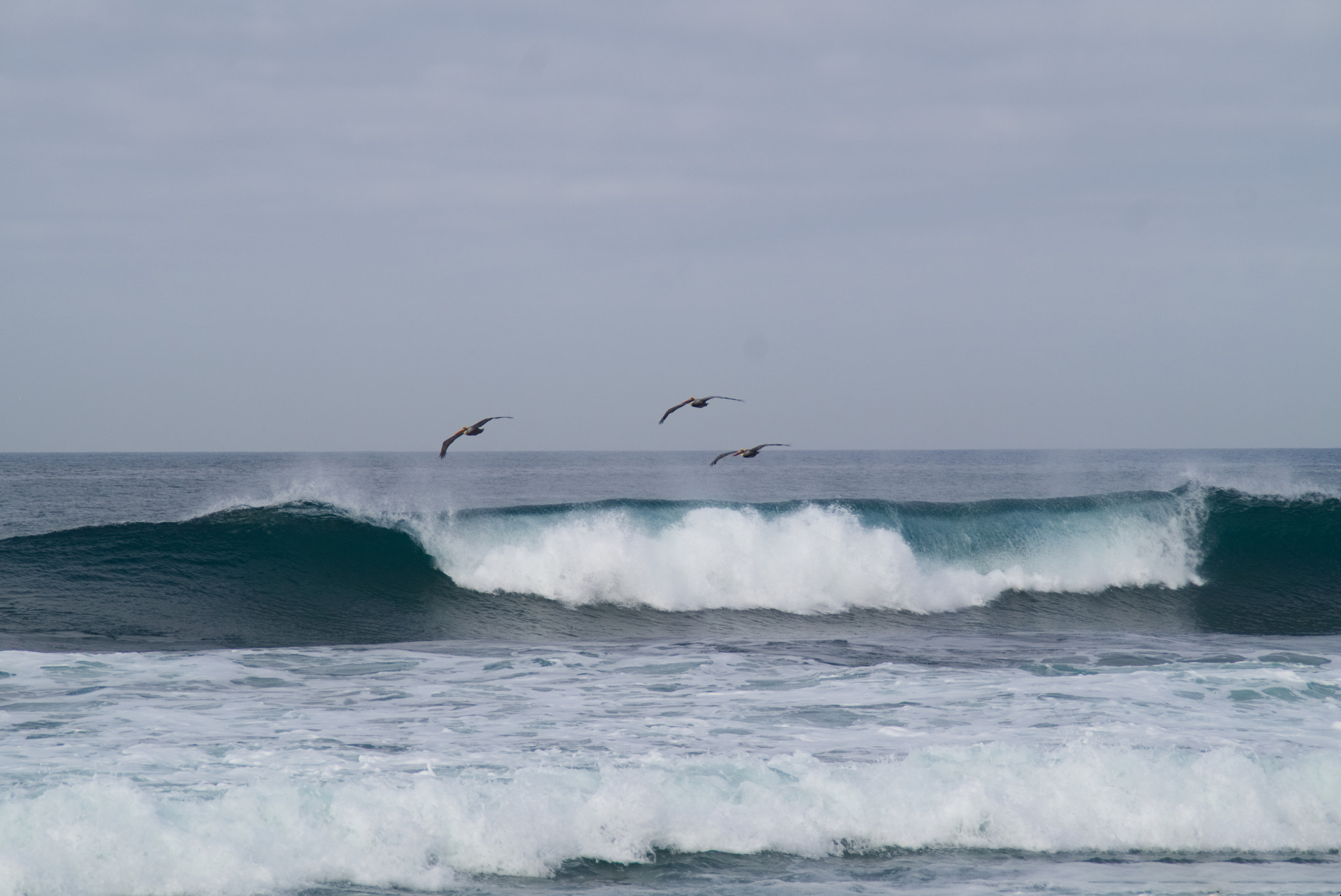 Sony DT 18-200mm F3.5-6.3 sample photo. Pelican photography
