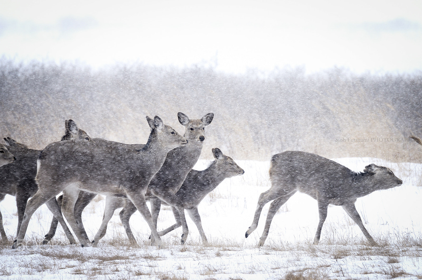 Nikon D800E sample photo. In a blizzard. photography