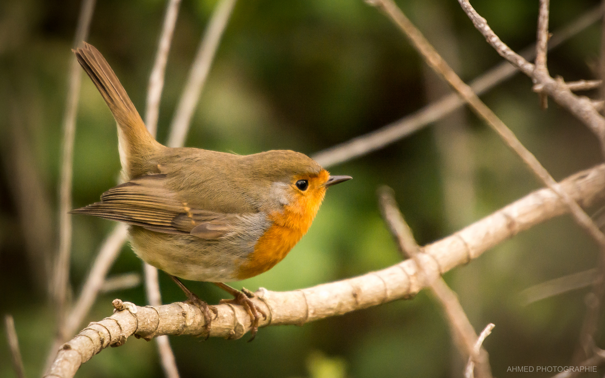 Nikon D7100 + Sigma 50-500mm F4.5-6.3 DG OS HSM sample photo. Rouge gorge familier photography