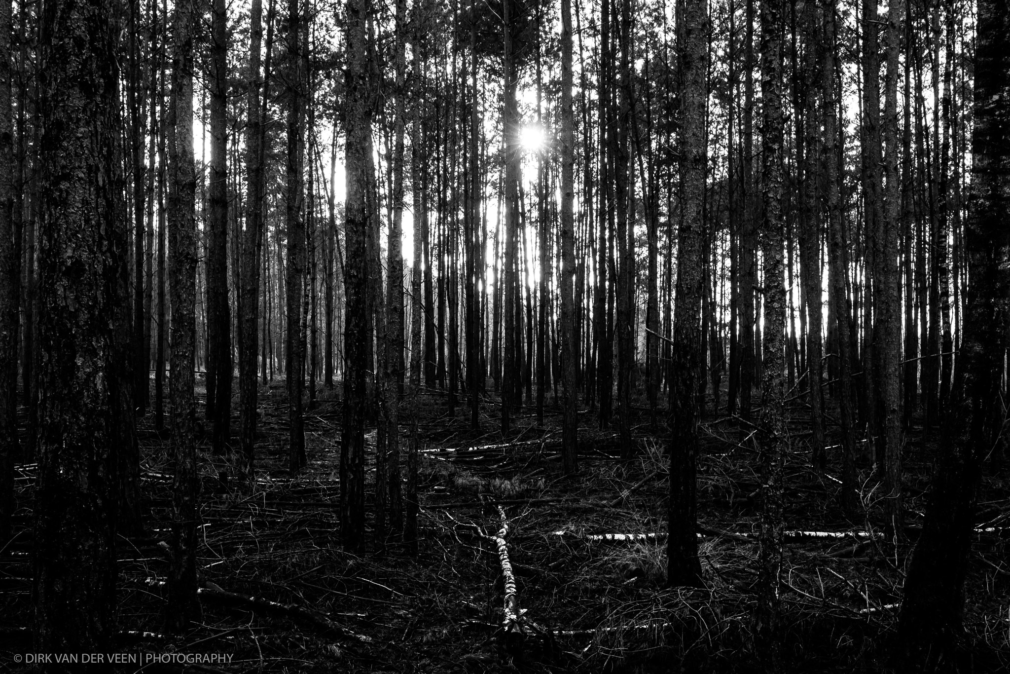 Canon EOS 1000D (EOS Digital Rebel XS / EOS Kiss F) sample photo. "the trees for the forest..." photography