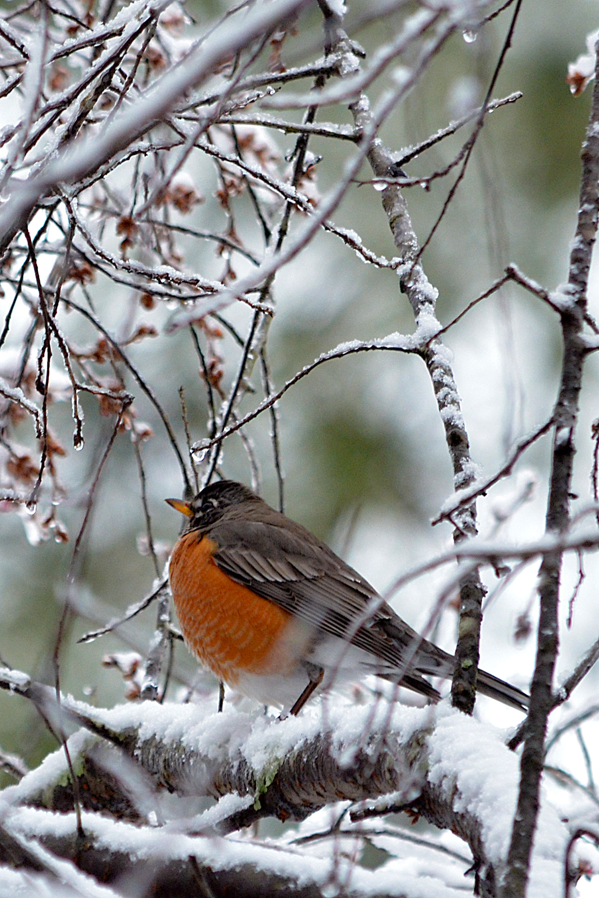 Nikon D5100 + AF Zoom-Nikkor 28-100mm f/3.5-5.6G sample photo. Early bird photography