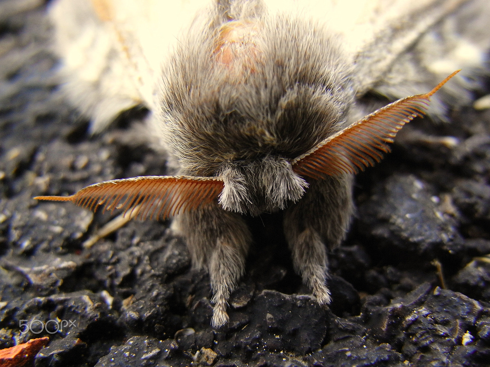 Ricoh Caplio R7 sample photo. Scary monster? photography