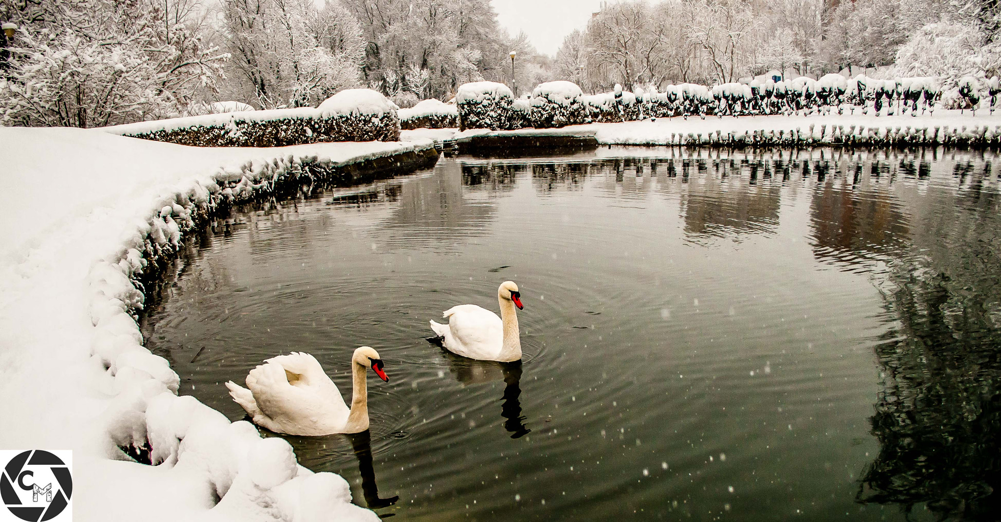 Nikon D300 sample photo. The stylish swans photography