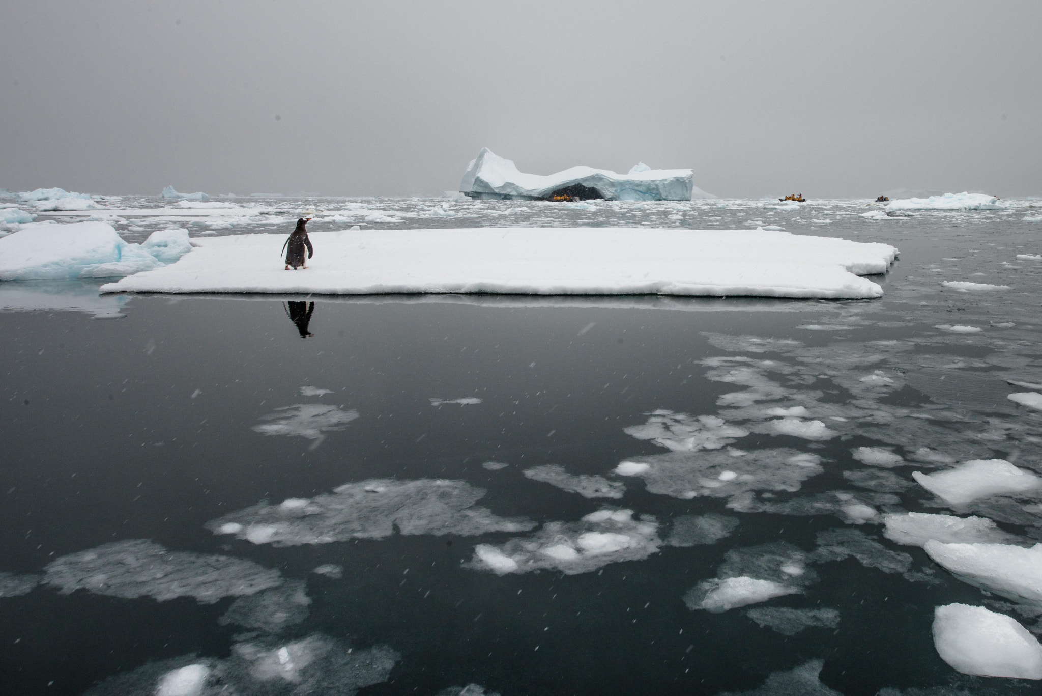 Nikon D800 + Sigma 12-24mm F4.5-5.6 II DG HSM sample photo. Penguin at antartica photography