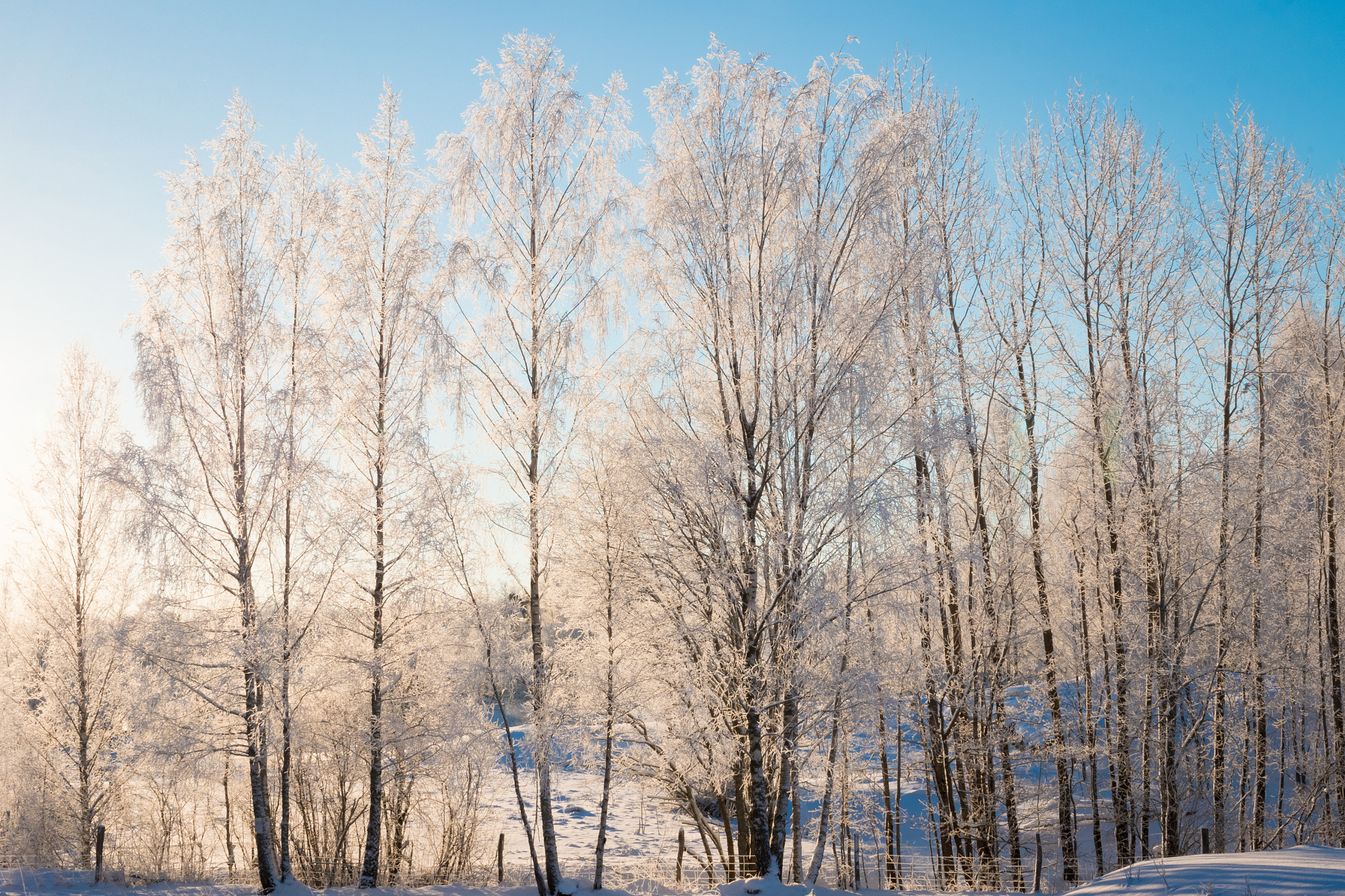Canon EOS 70D + Canon EF 35mm F1.4L USM sample photo. Frozen birch trees in sunshine photography