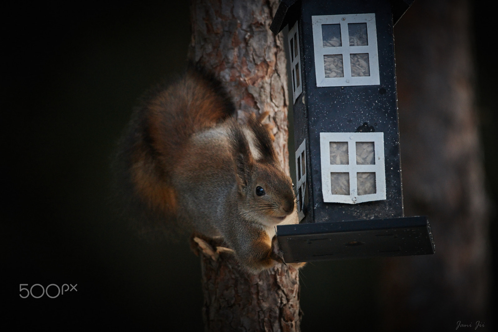 Canon EOS-1D Mark III sample photo. Squirrel visit 2 photography