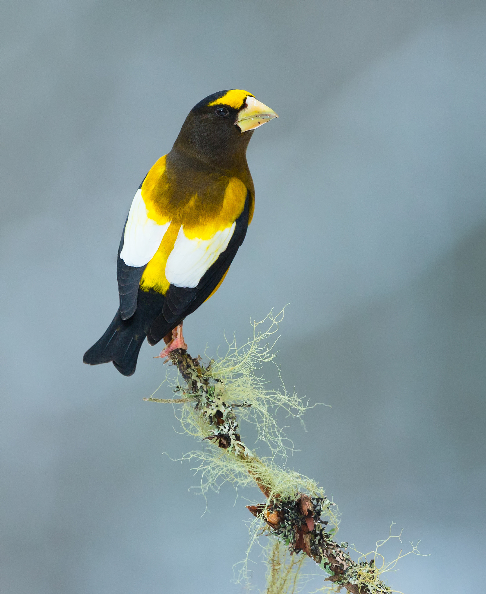 Canon EF 500mm F4L IS USM sample photo. Evening grosbeak photography