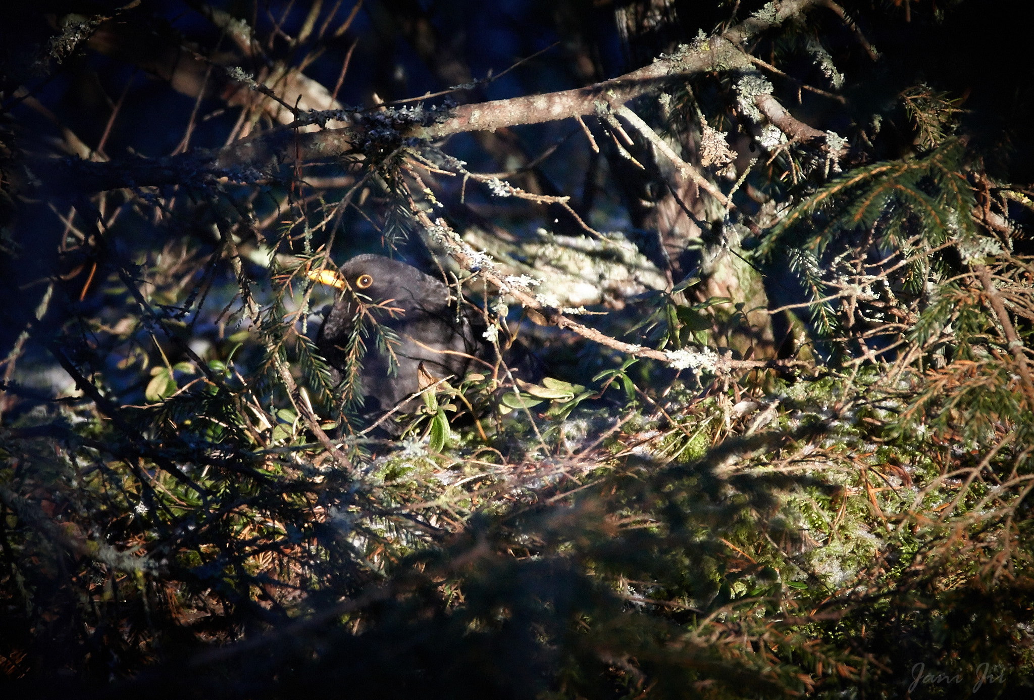 Canon EOS-1D Mark III sample photo. Hiding blackbird photography