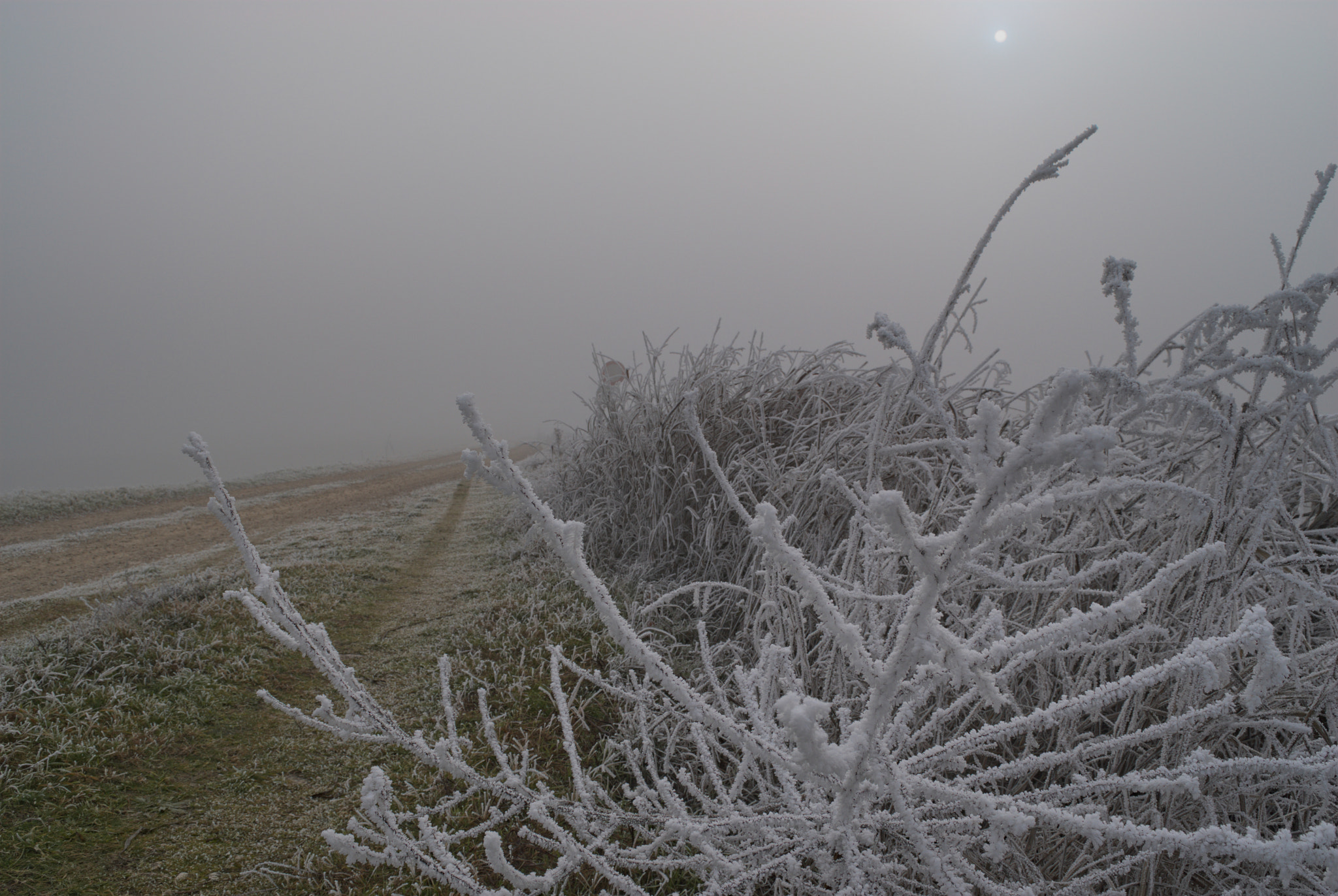 Nikon D200 sample photo. Nebbia e galaverna photography