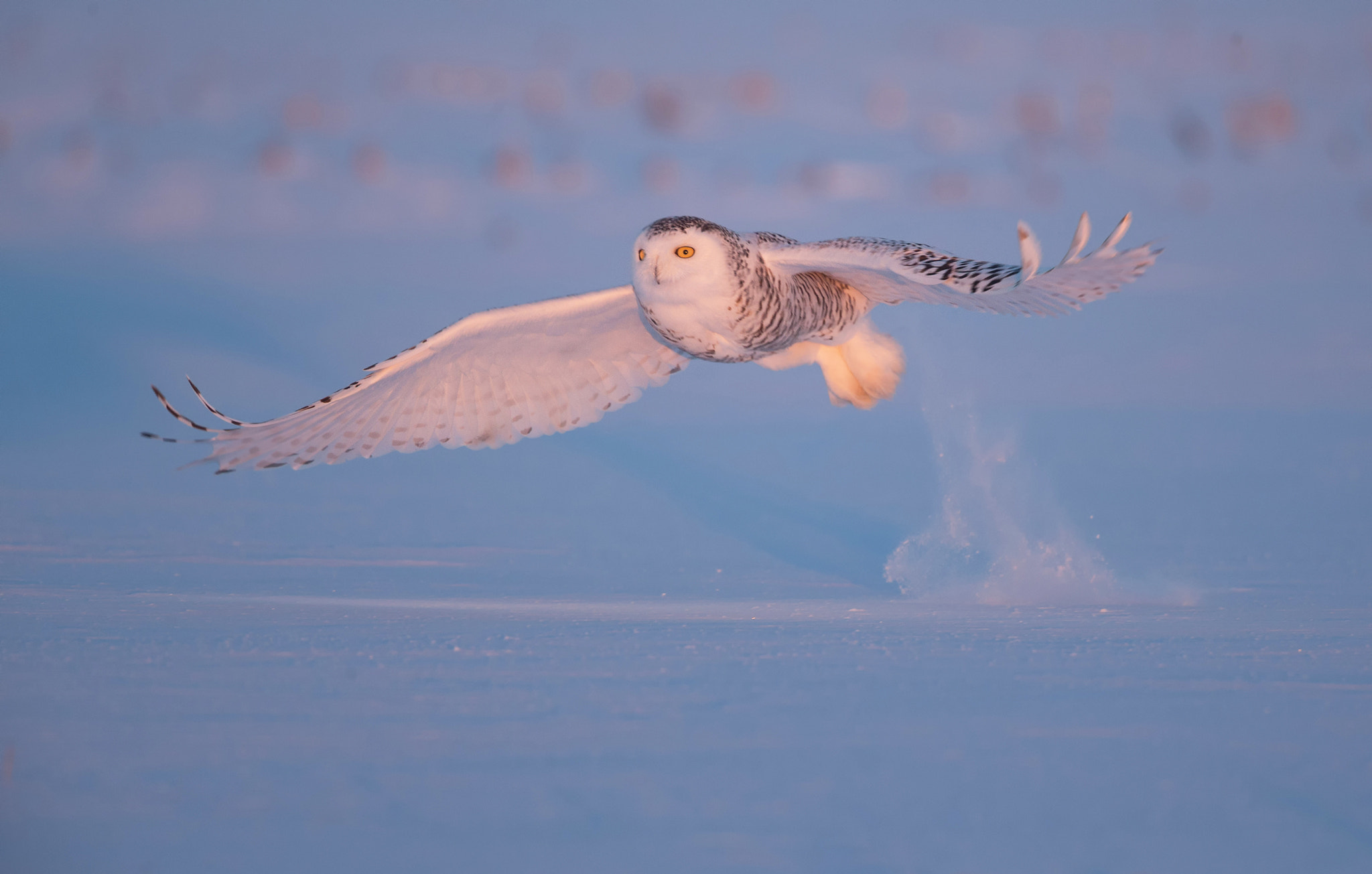 Canon EF 500mm F4L IS USM sample photo. Snowy owl photography