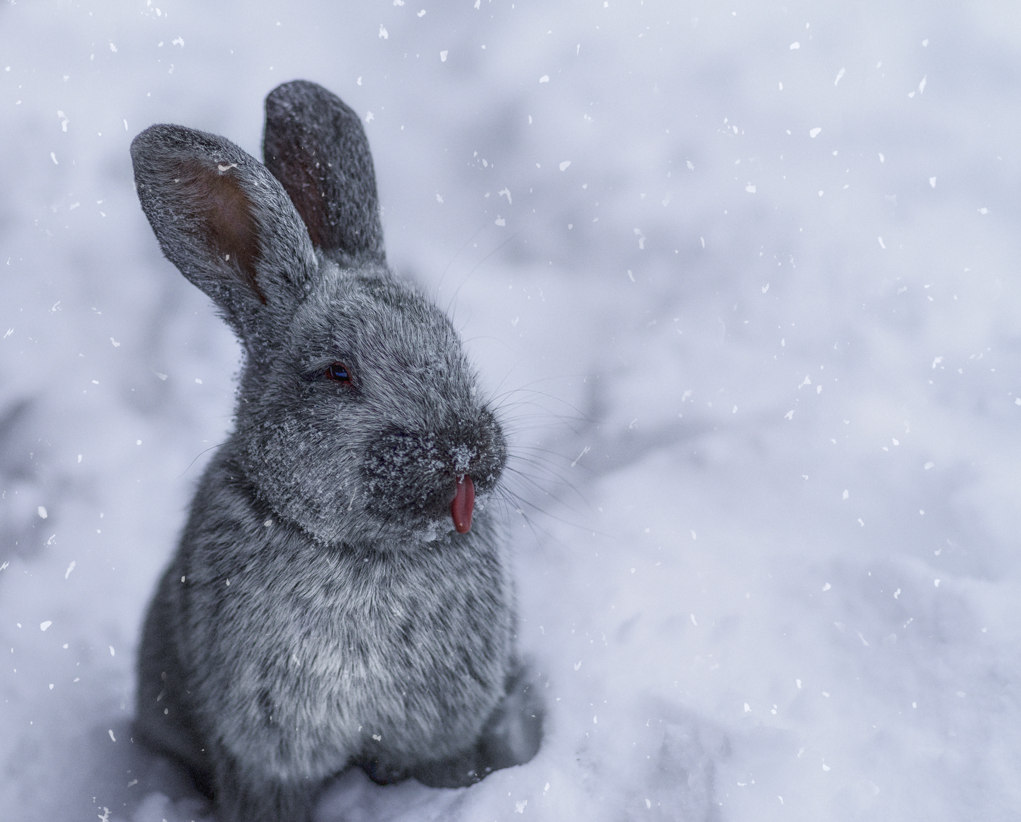 Pentax K-1 + Pentax smc FA 77mm 1.8 Limited sample photo. Sweet rabbit photography