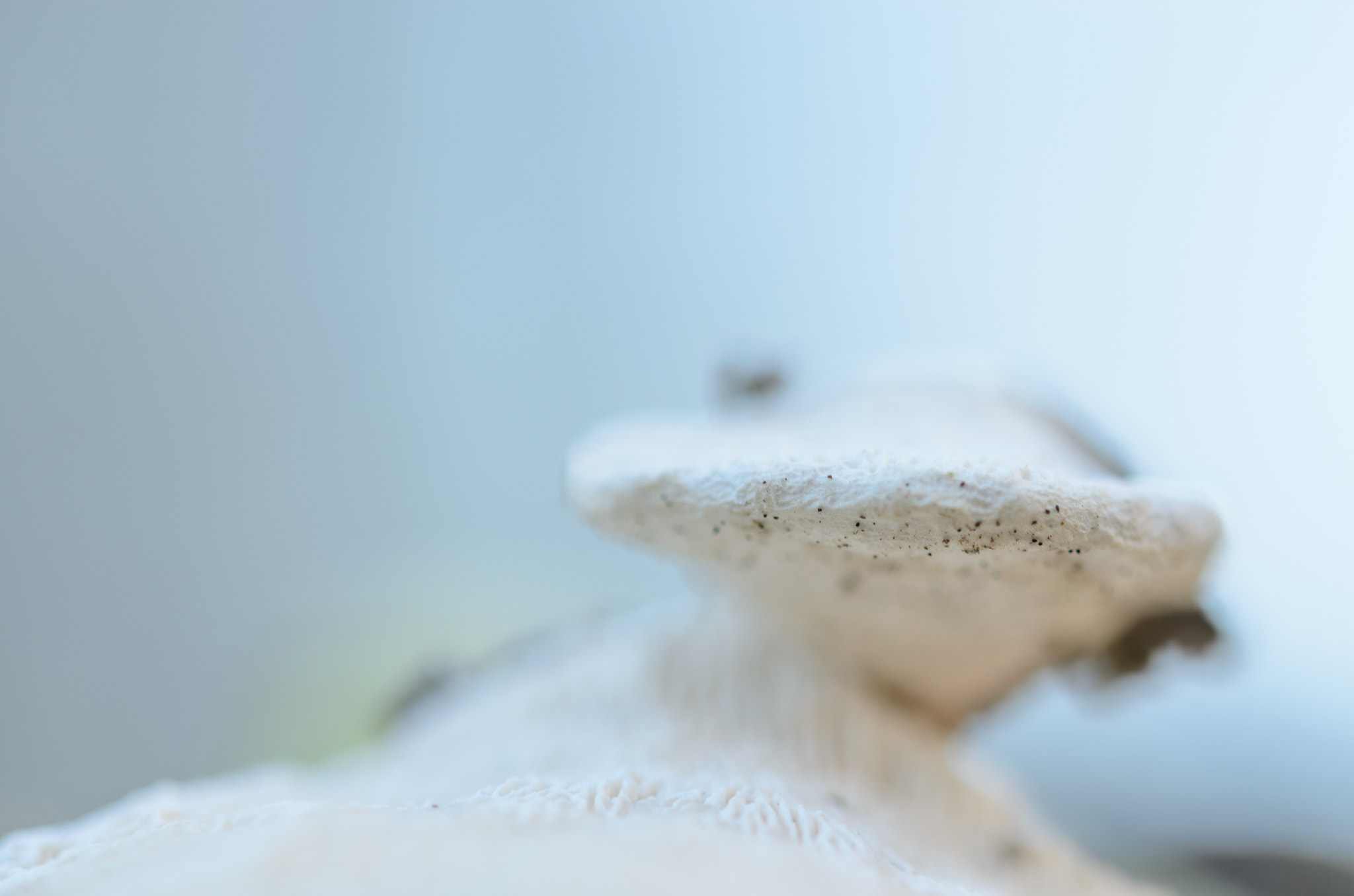 Sigma 105mm F2.8 EX DG OS HSM sample photo. Winterse macro's photography