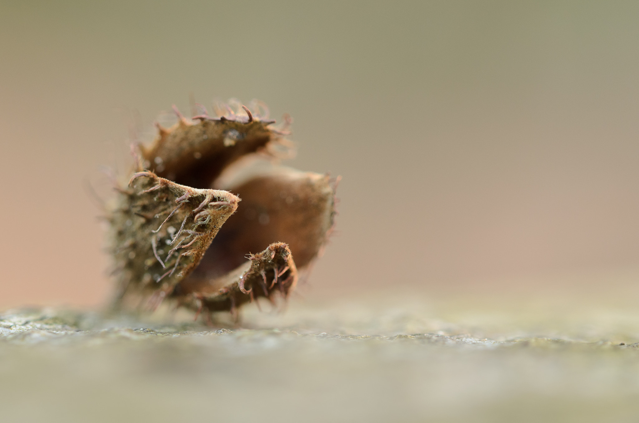 Sigma 105mm F2.8 EX DG OS HSM sample photo. Empty nest photography