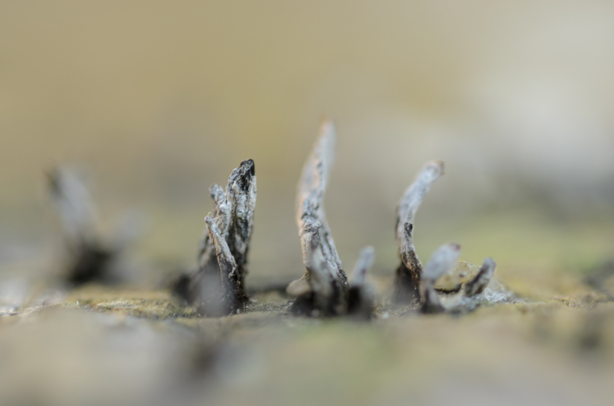 Sigma 105mm F2.8 EX DG OS HSM sample photo. Winterse macro's photography