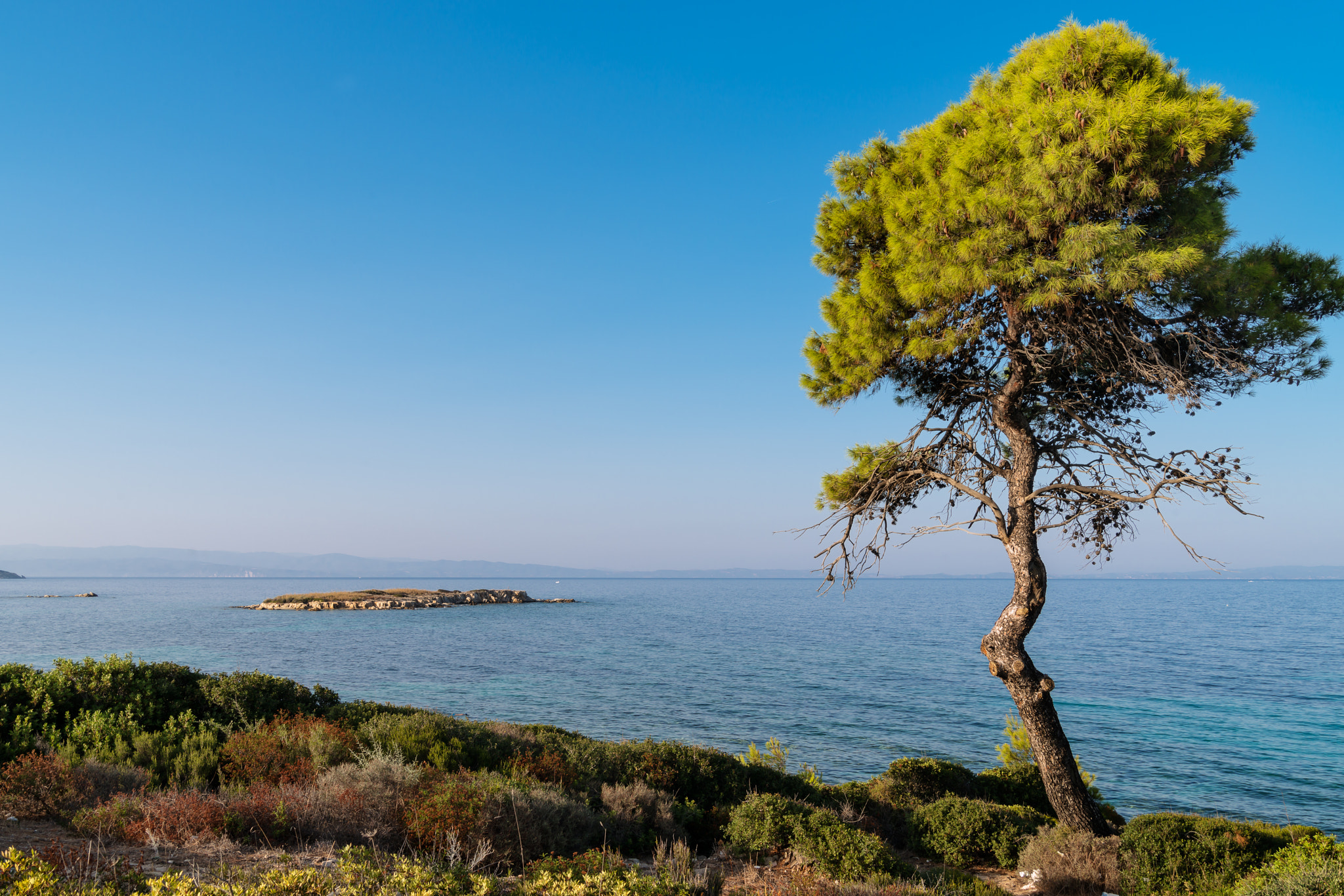 Nikon D800 sample photo. Alone pine near the sea. aegean sea coast landscape at sunset, karidi beach, vourvourou,... photography