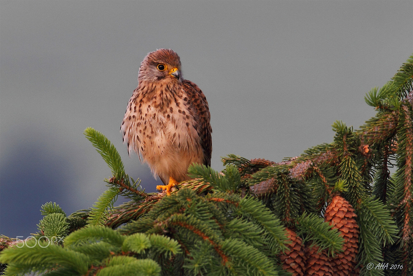 150-600mm F5-6.3 DG OS HSM | Sports 014 sample photo. Falcon photography