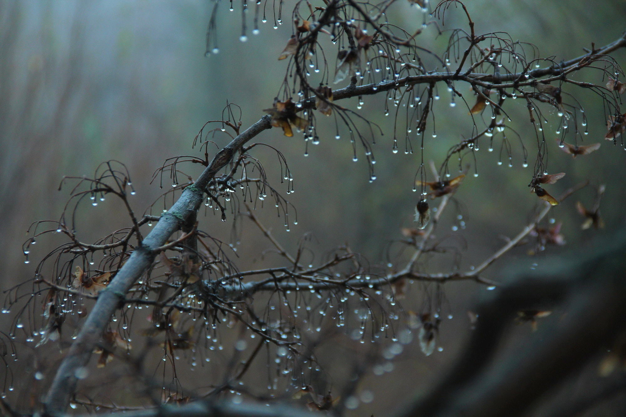 Canon EF-S 18-135mm F3.5-5.6 IS sample photo. Осенний дождь - autumn rain photography