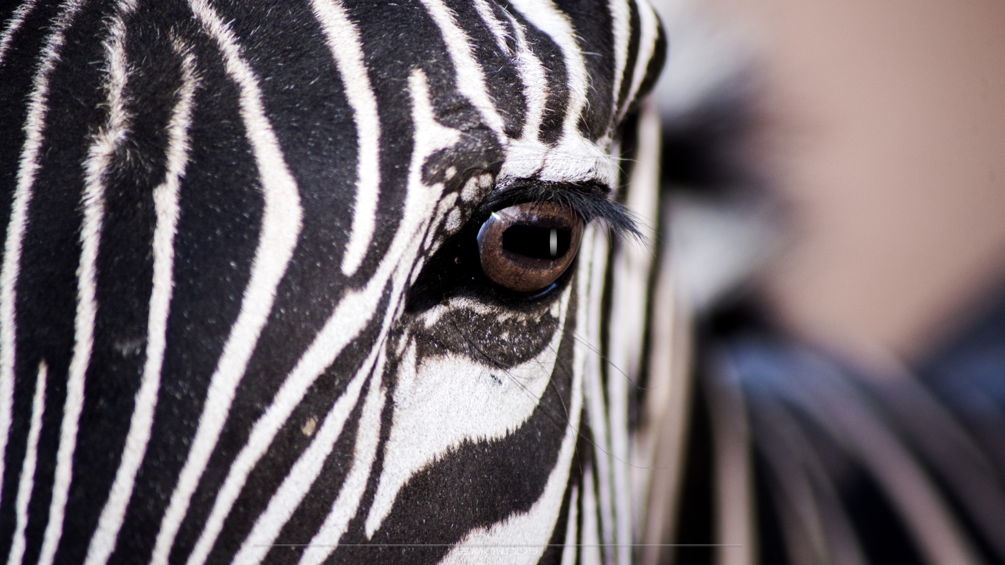 Nikon D810 sample photo. Z1 photography