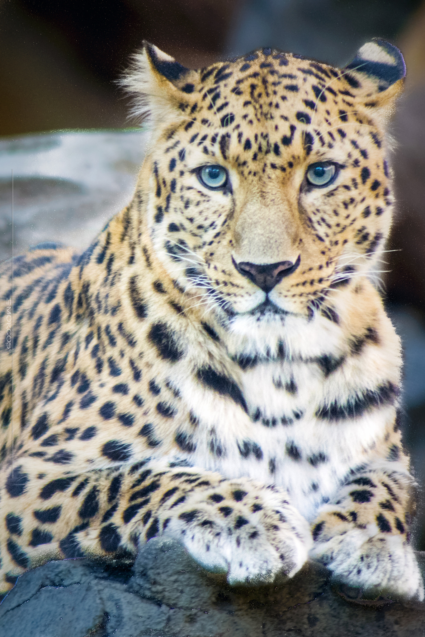 Nikon D810 sample photo. Tiger photography