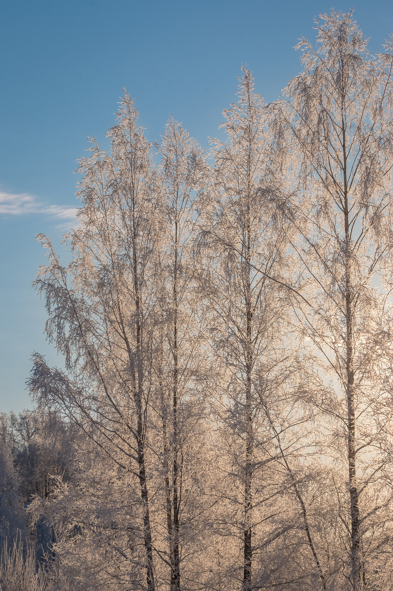 Canon EF 70-300mm F4-5.6L IS USM sample photo. Frozen birch trees in sunshine photography
