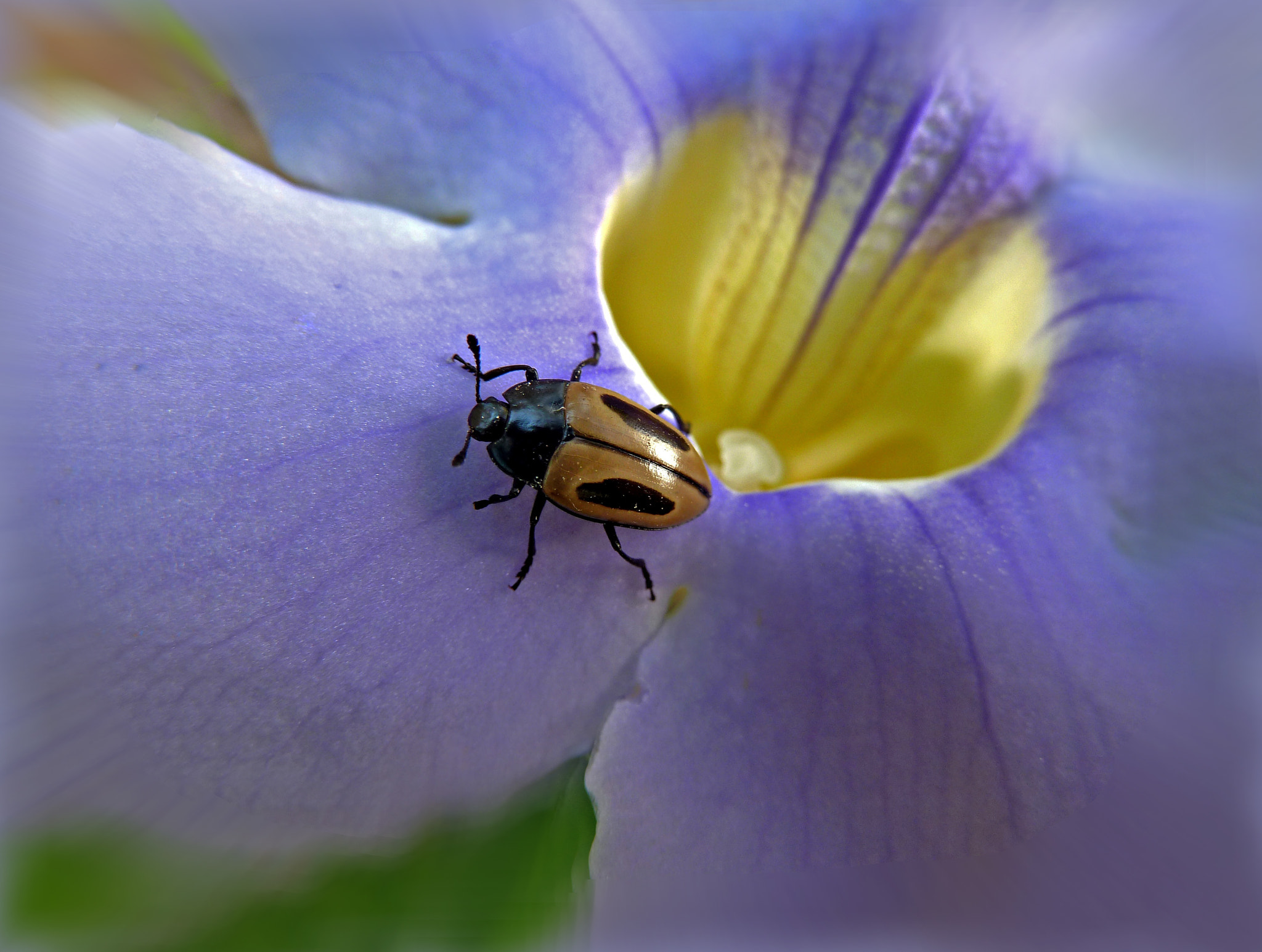 Panasonic Lumix DMC-ZS5 (Lumix DMC-TZ8) sample photo. Explorador photography