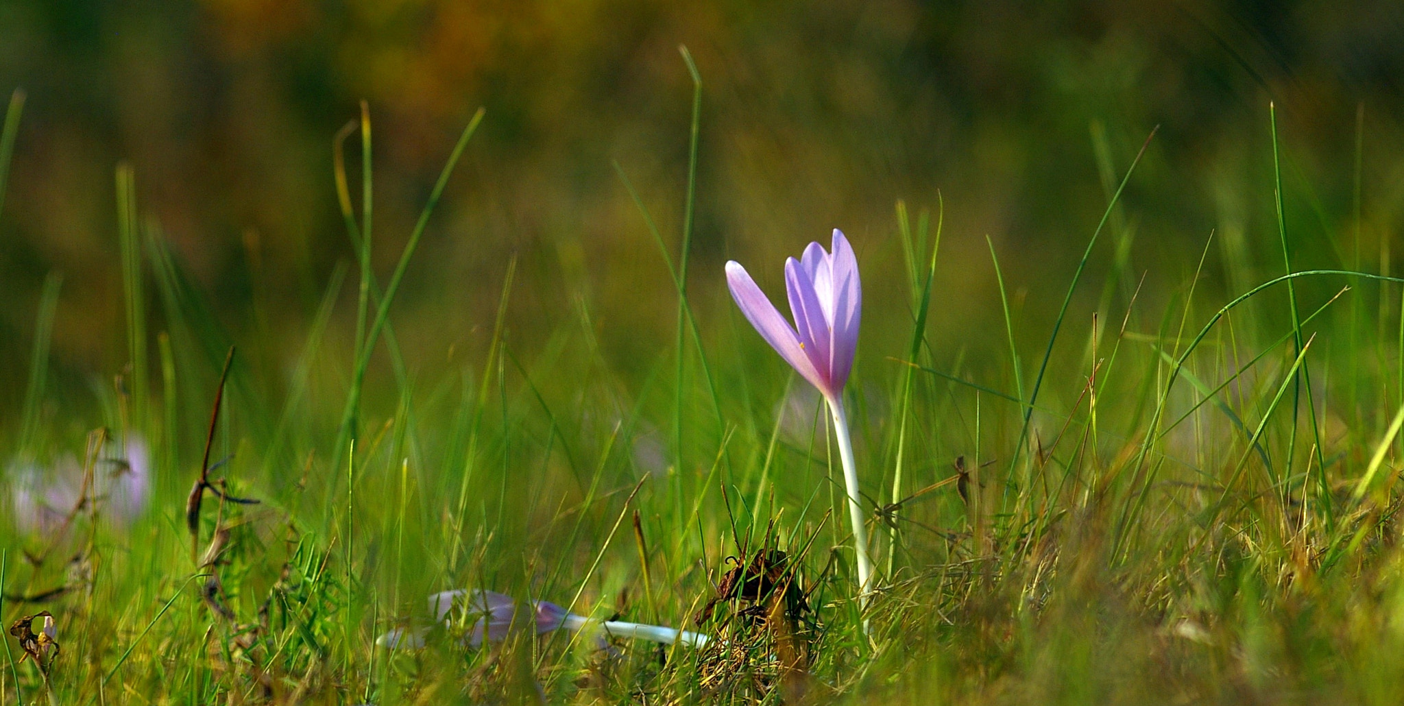 Pentax *ist DL sample photo. Őszi kikerics photography