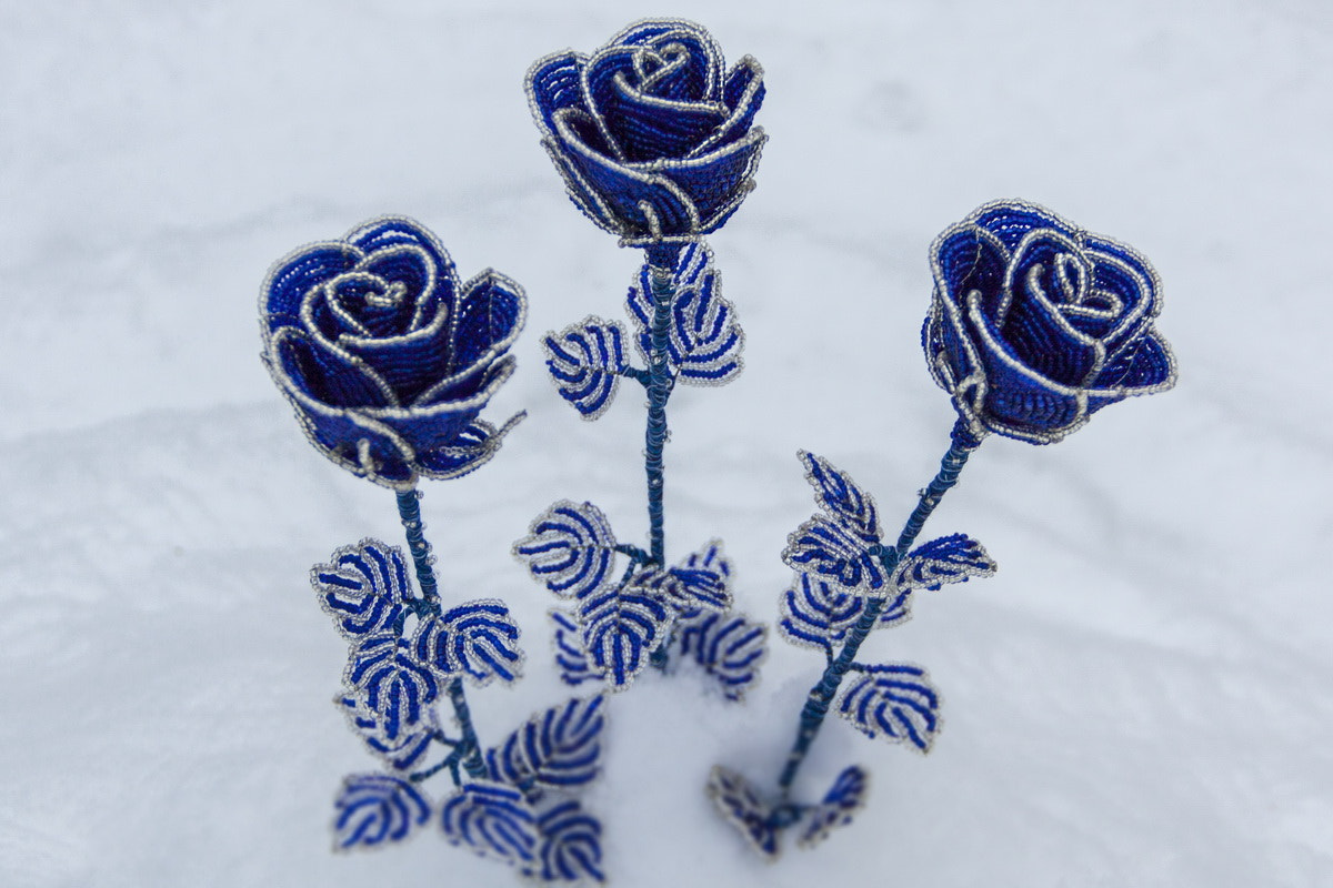 Canon EOS 50D sample photo. Ice roses photography