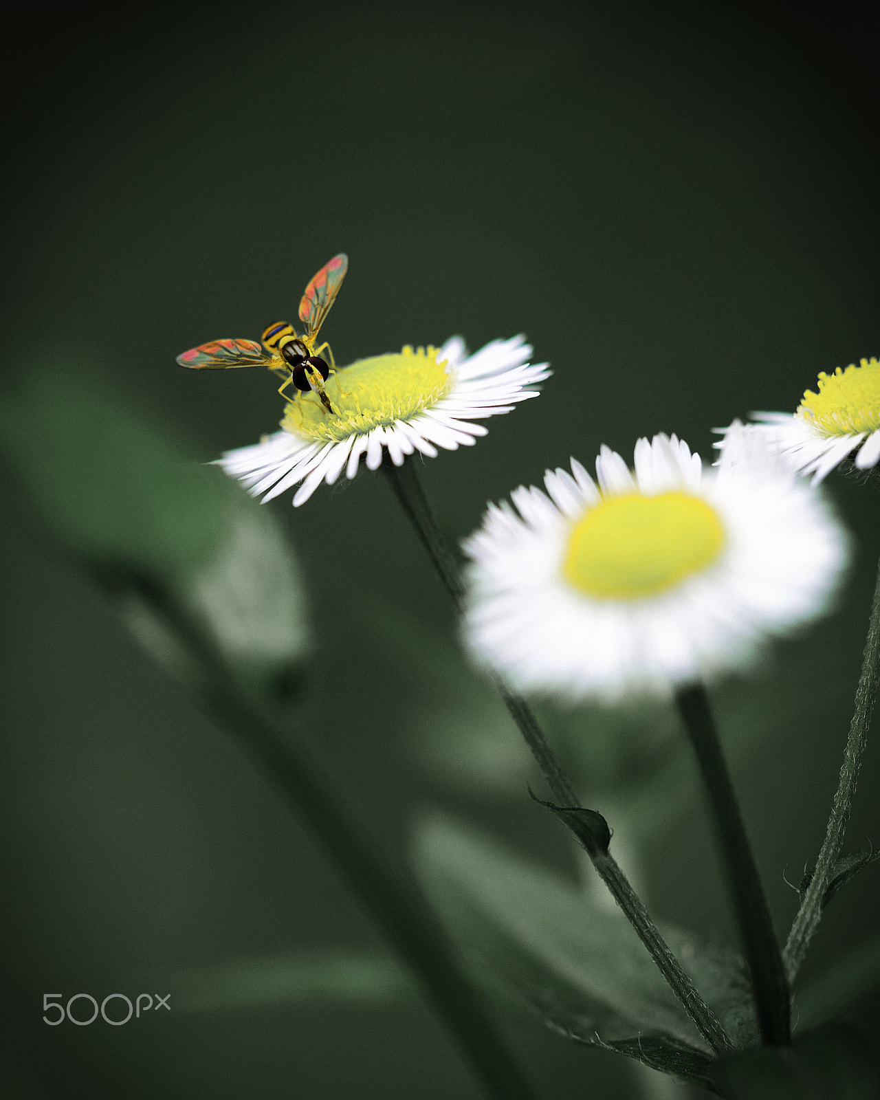 Olympus M.Zuiko Digital ED 60mm F2.8 Macro sample photo. Bees and wild chrysanthemum photography